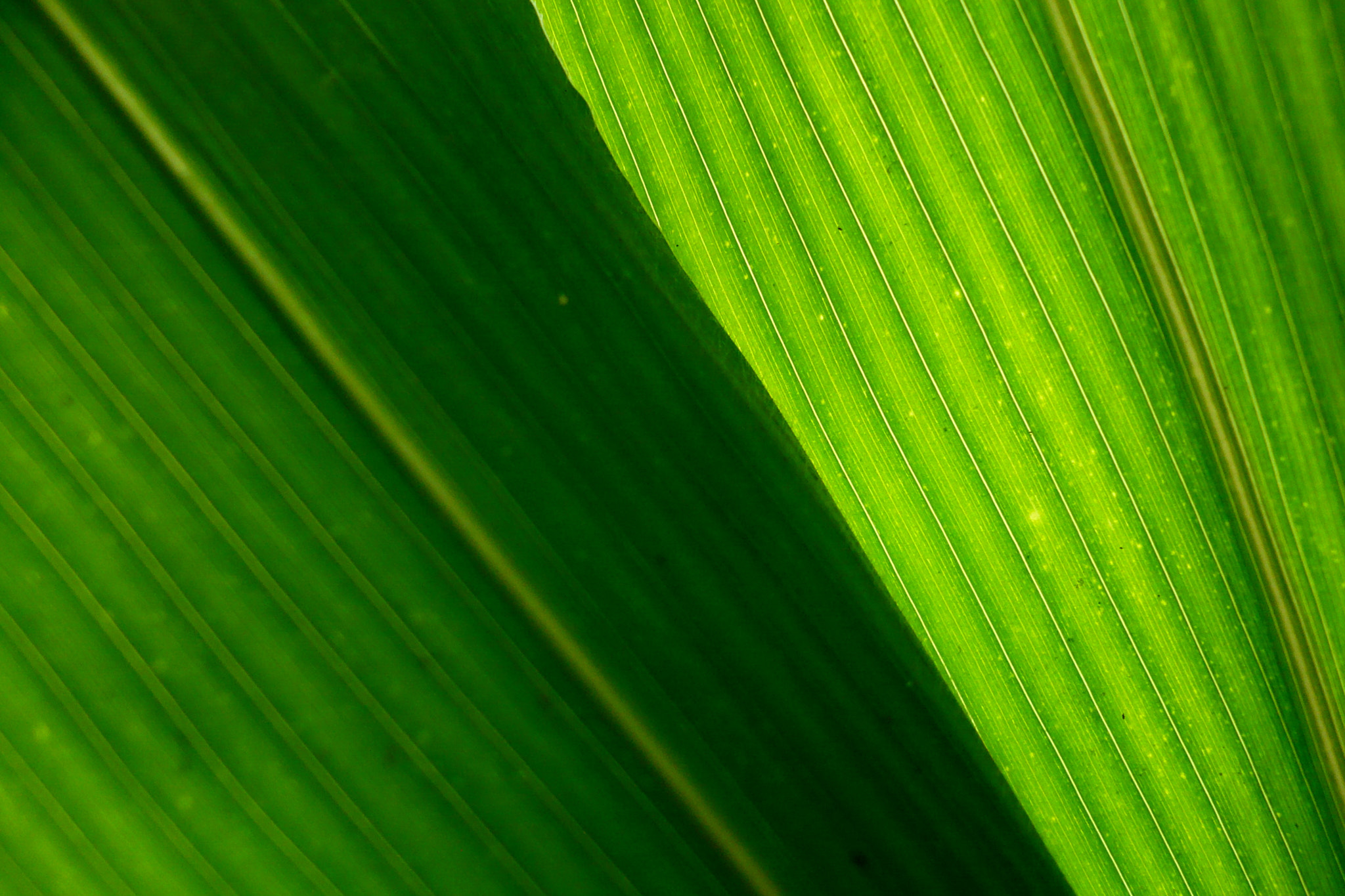 Panasonic DMC-FX12 sample photo. Maize leaves photography