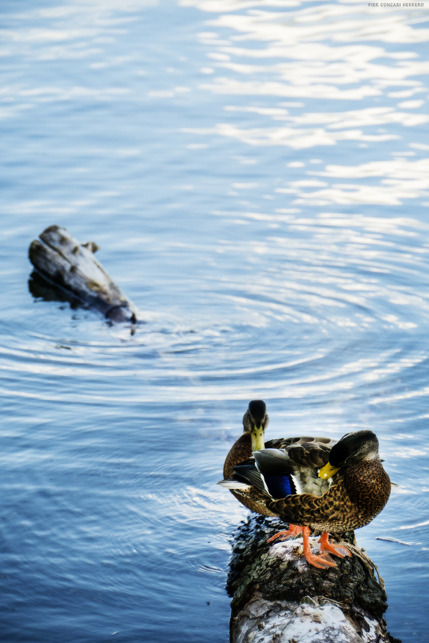 Panasonic Lumix DMC-GH2 sample photo. Duck life photography