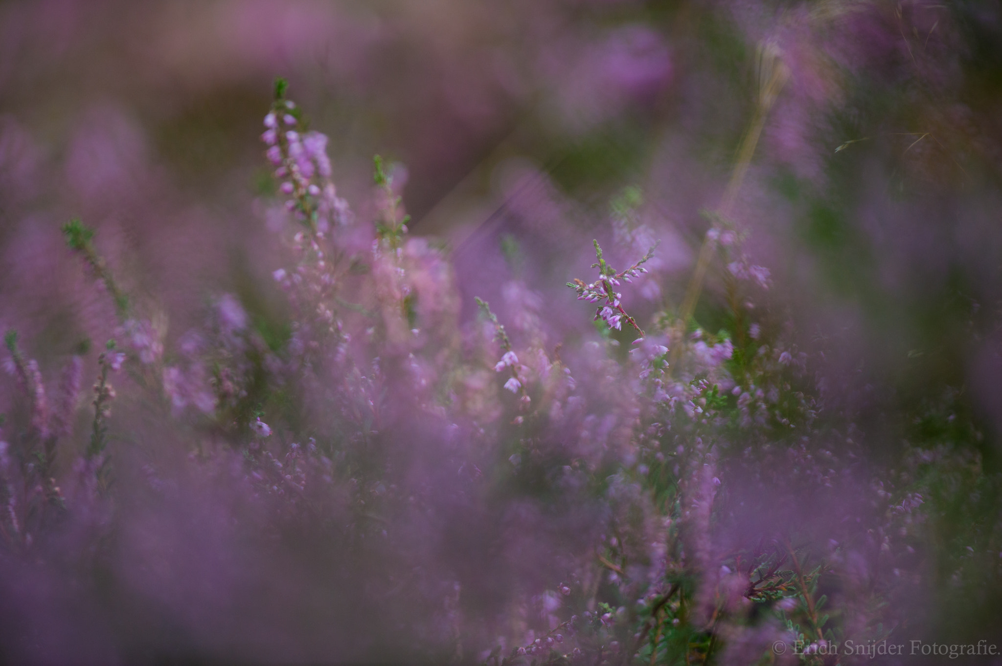 Nikon AF-S Nikkor 400mm F2.8G ED VR II sample photo. Purple flowers at the end of the bloom. photography