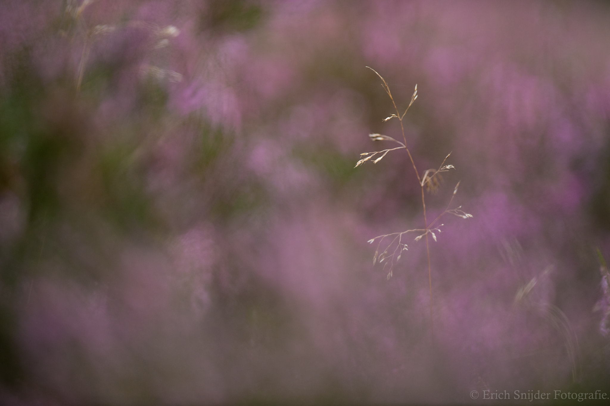 Nikon AF-S Nikkor 400mm F2.8G ED VR II sample photo. Purple flowers at the end of the bloom. photography