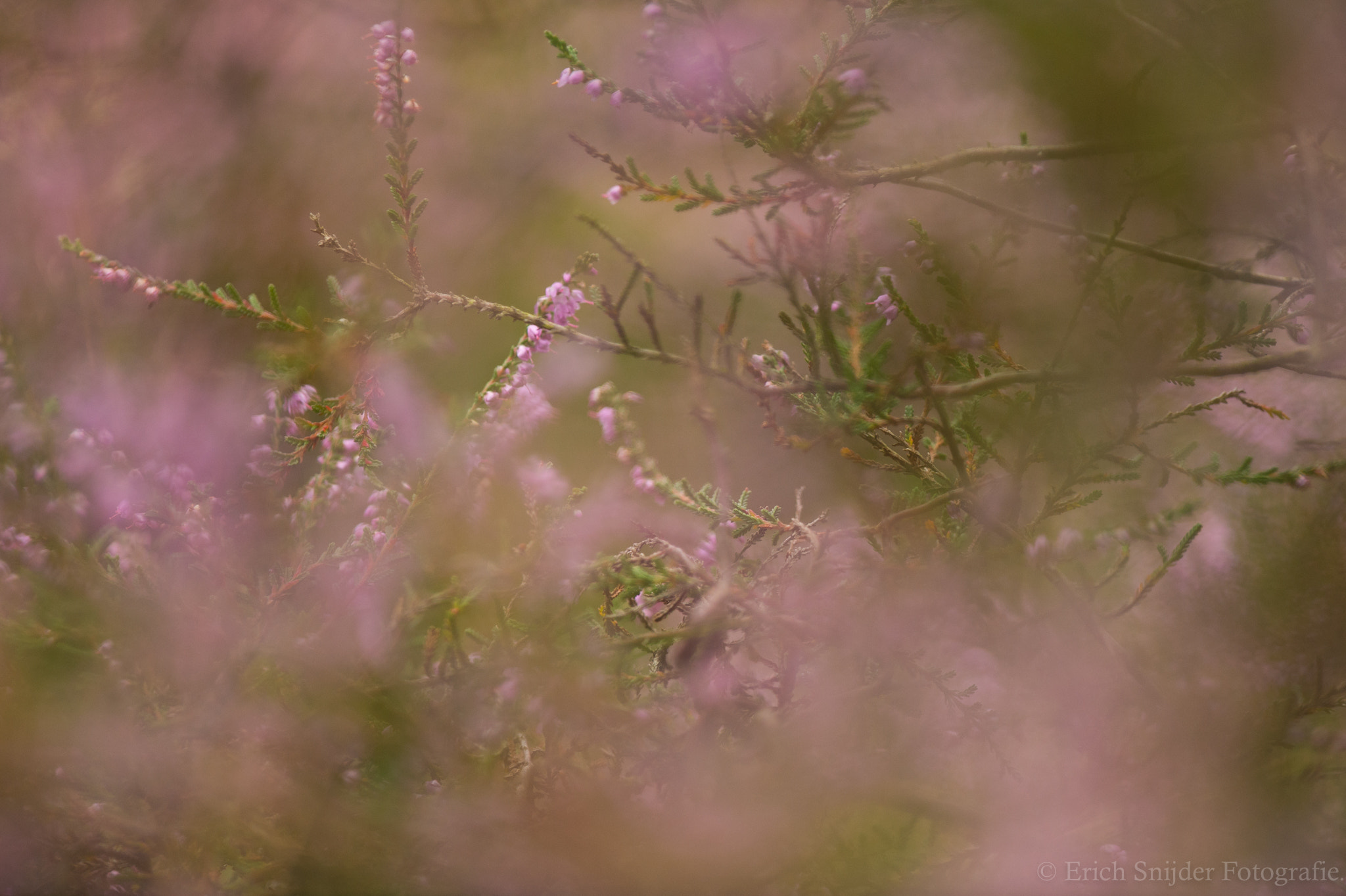 Nikon AF-S Nikkor 400mm F2.8G ED VR II sample photo. Purple flowers at the end of the bloom. photography