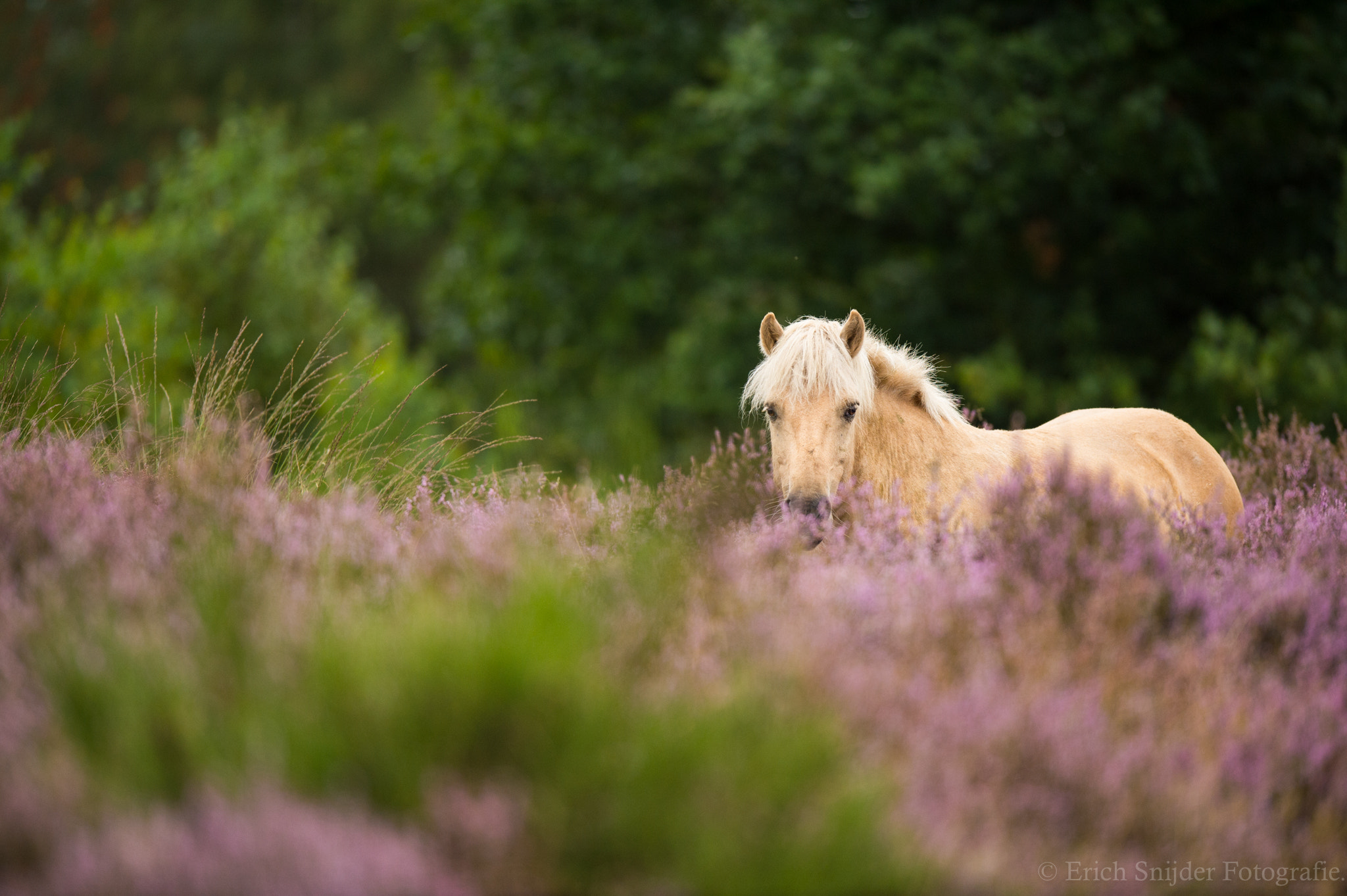 Nikon AF-S Nikkor 400mm F2.8G ED VR II sample photo. Purple flowers at the end of the bloom. photography