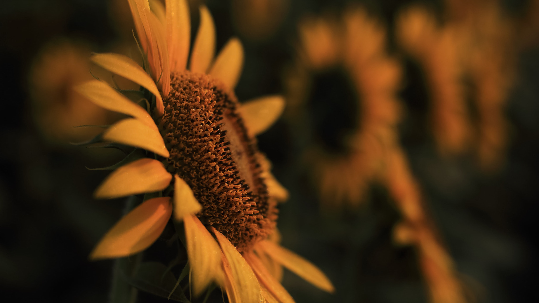Canon 50mm sample photo