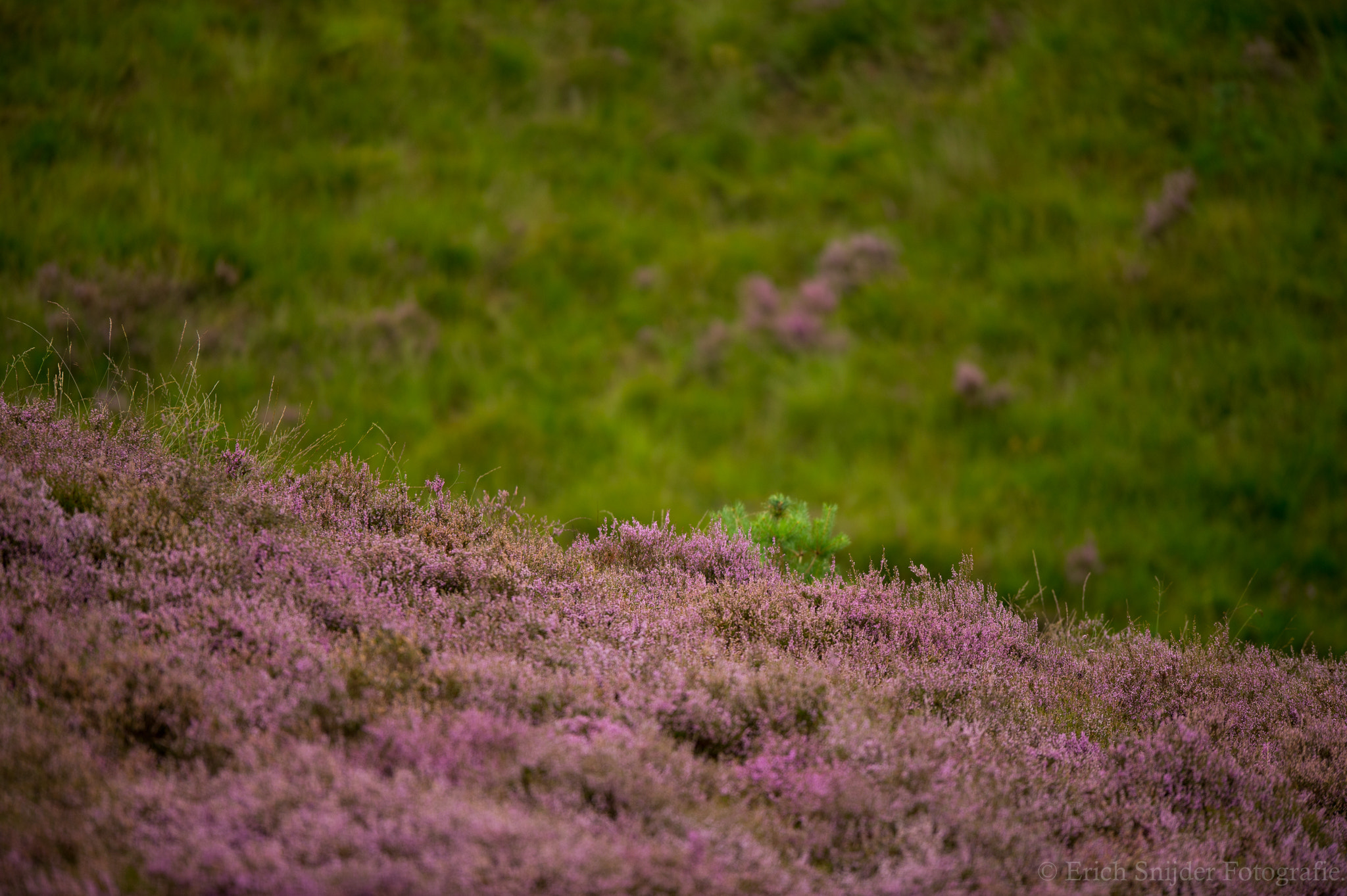 Nikon AF-S Nikkor 400mm F2.8G ED VR II sample photo. Purple flowers at the end of the bloom. photography