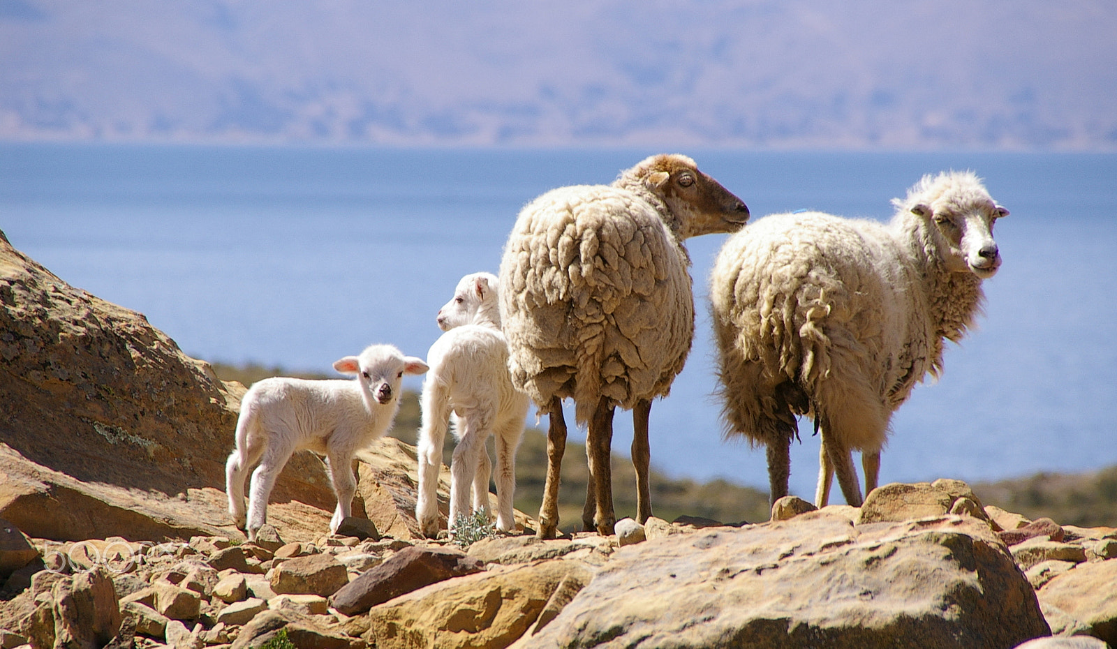 Pentax *ist DS sample photo. Sheep family on isla del sol, bolivia photography