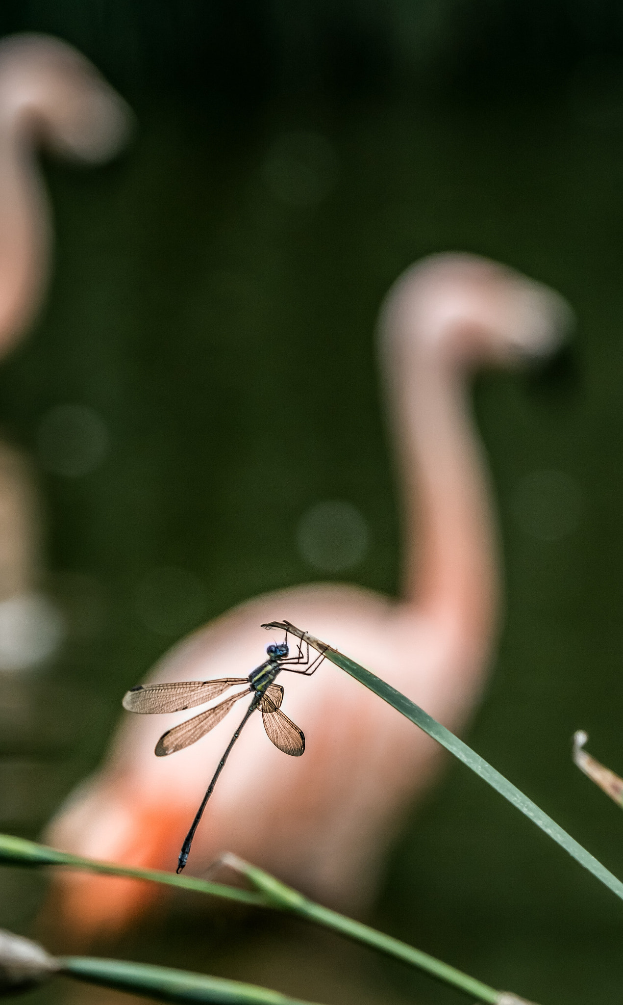 Sony FE 24-240mm F3.5-6.3 OSS sample photo. Dragonfly photography