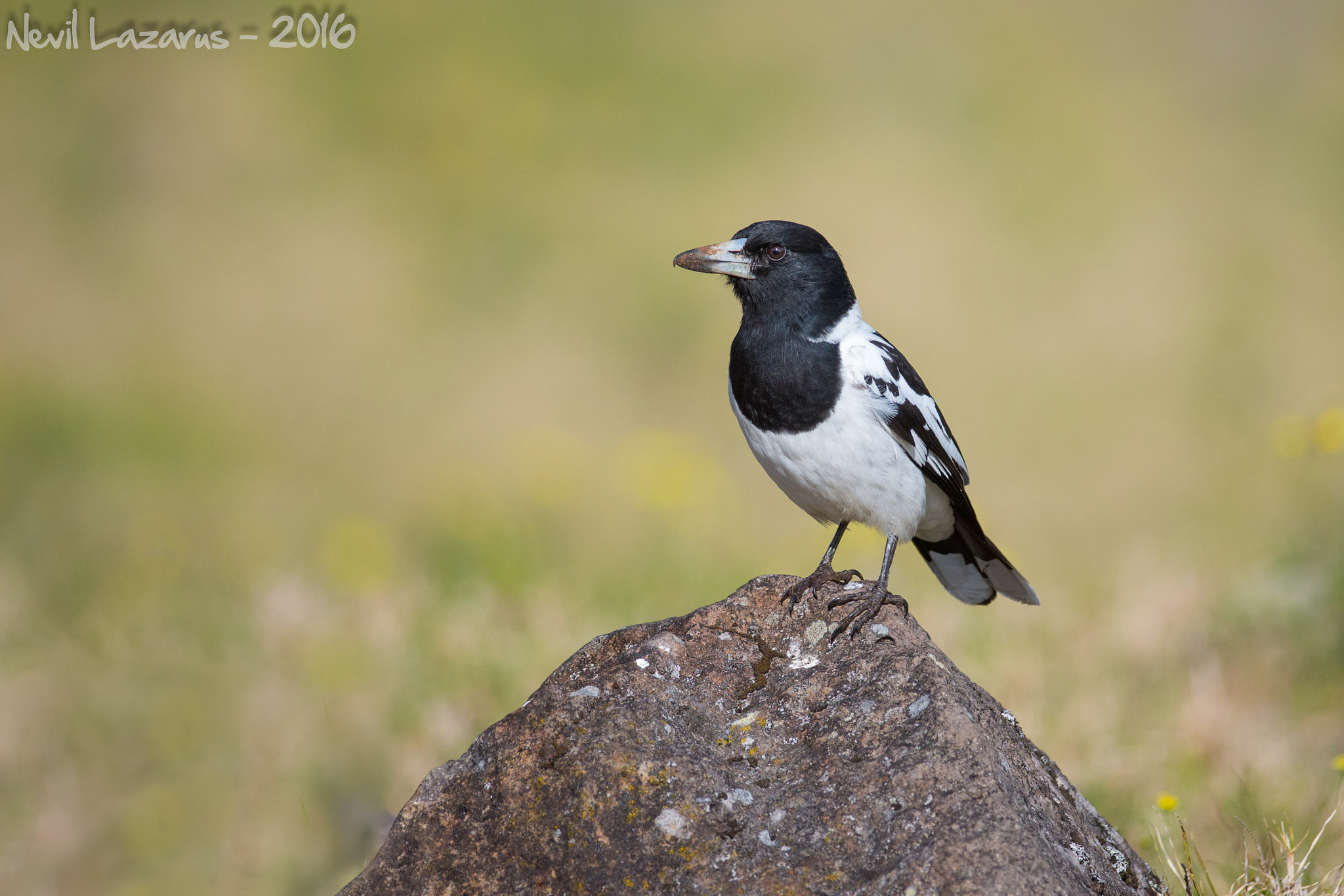 Canon EF 200-400mm F4L IS USM Extender 1.4x sample photo. Pied butcherbird photography