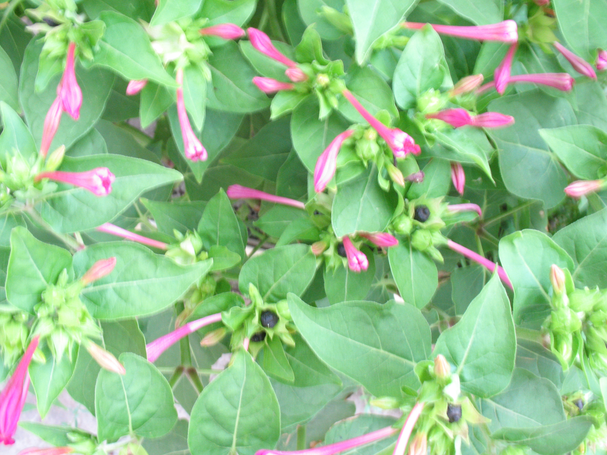 Canon POWERSHOT A630 sample photo. Flowers that bloom at dawn. photography