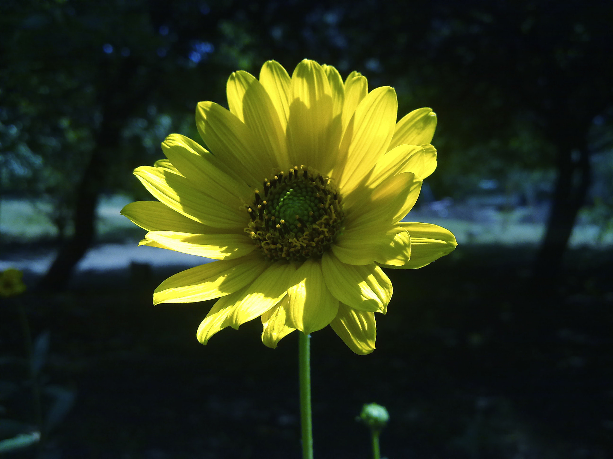 Nokia N97 sample photo. Yellow flower photography