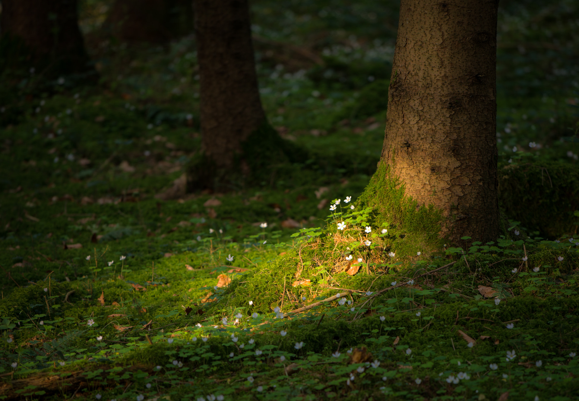 Nikon AF-S Nikkor 70-200mm F4G ED VR sample photo. Light in a forest photography