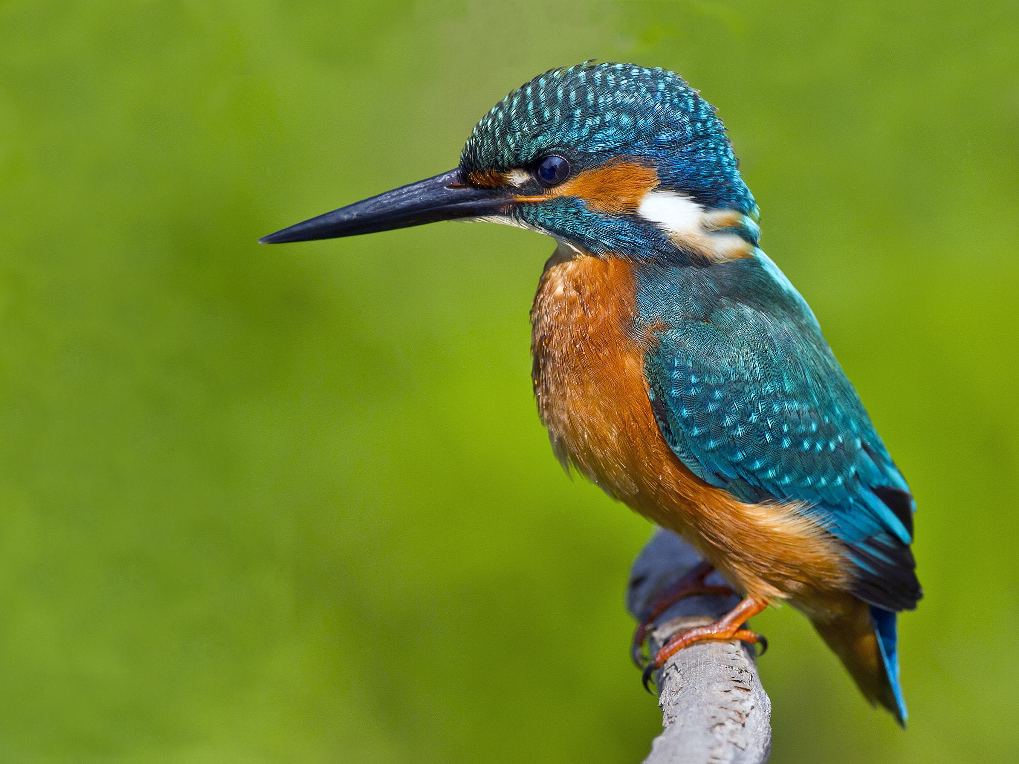 Canon EF 300mm F2.8L IS II USM sample photo. Martin pescatore photography