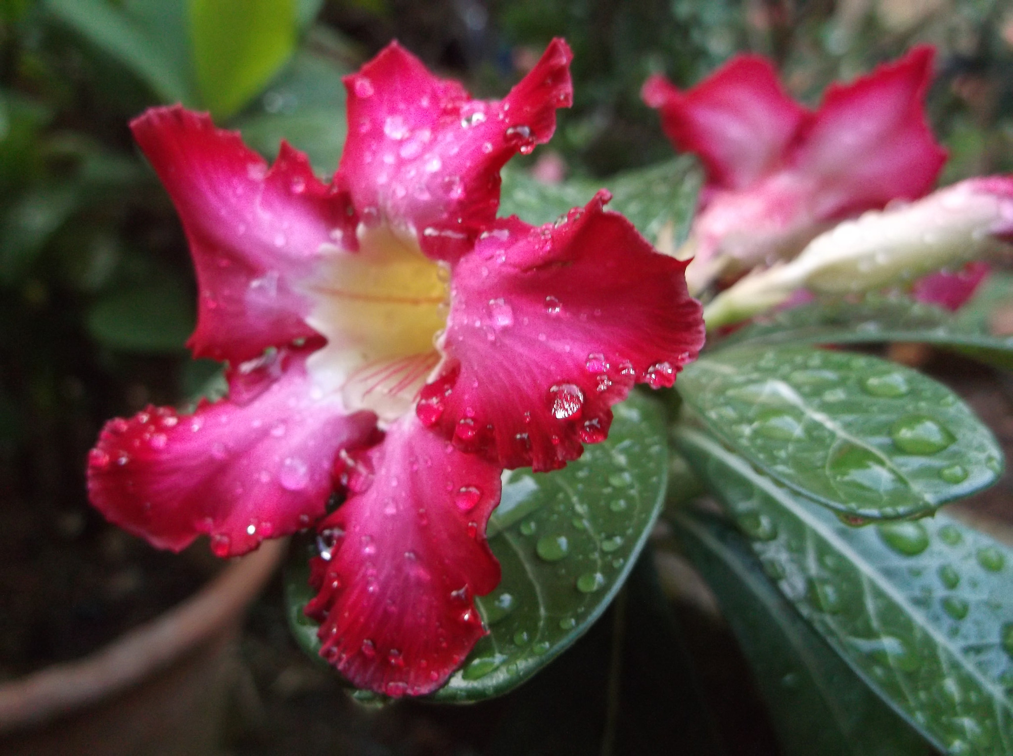Fujifilm FinePix AX550 sample photo. New life. new hope. photography