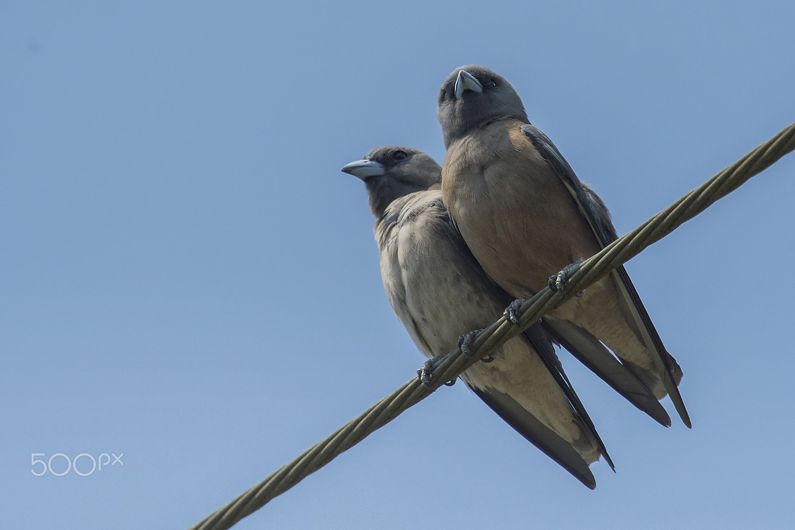 Nikon AF-S Nikkor 400mm F2.8G ED VR II sample photo. Ashy woodswallow photography