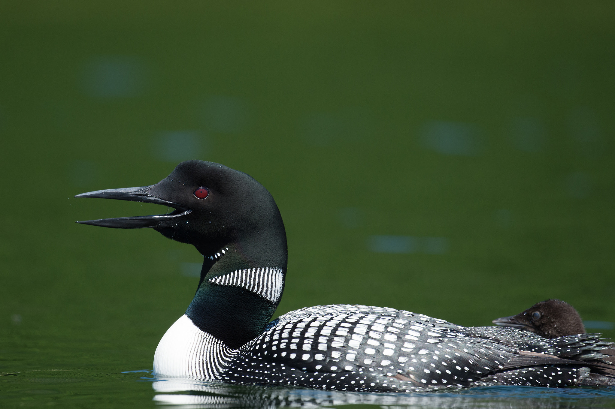 Nikon AF-S Nikkor 800mm F5.6E FL ED VR sample photo. Plongeon huard, gavia immer, great northern loon photography
