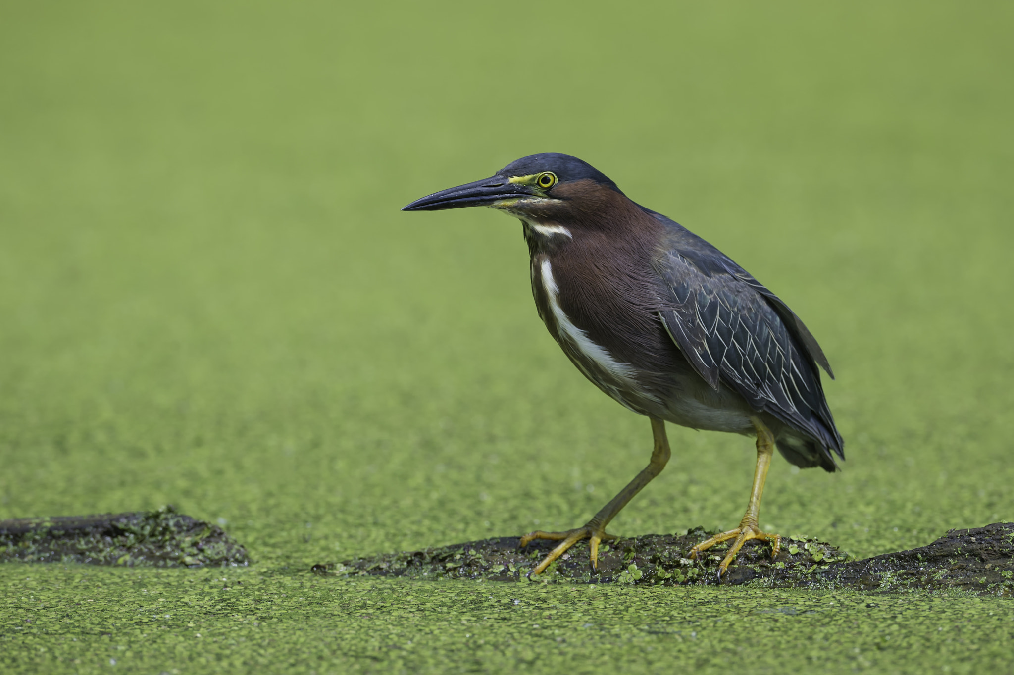 Nikon D3S + Nikon AF-S Nikkor 600mm F4G ED VR sample photo. Poised in the pond photography