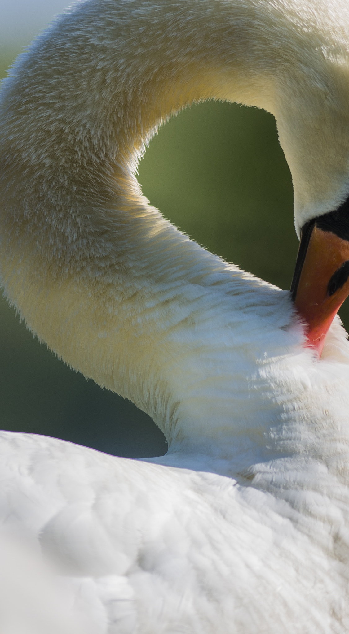 Nikon AF-S Nikkor 300mm F2.8G ED-IF VR sample photo. Shapes in nature photography