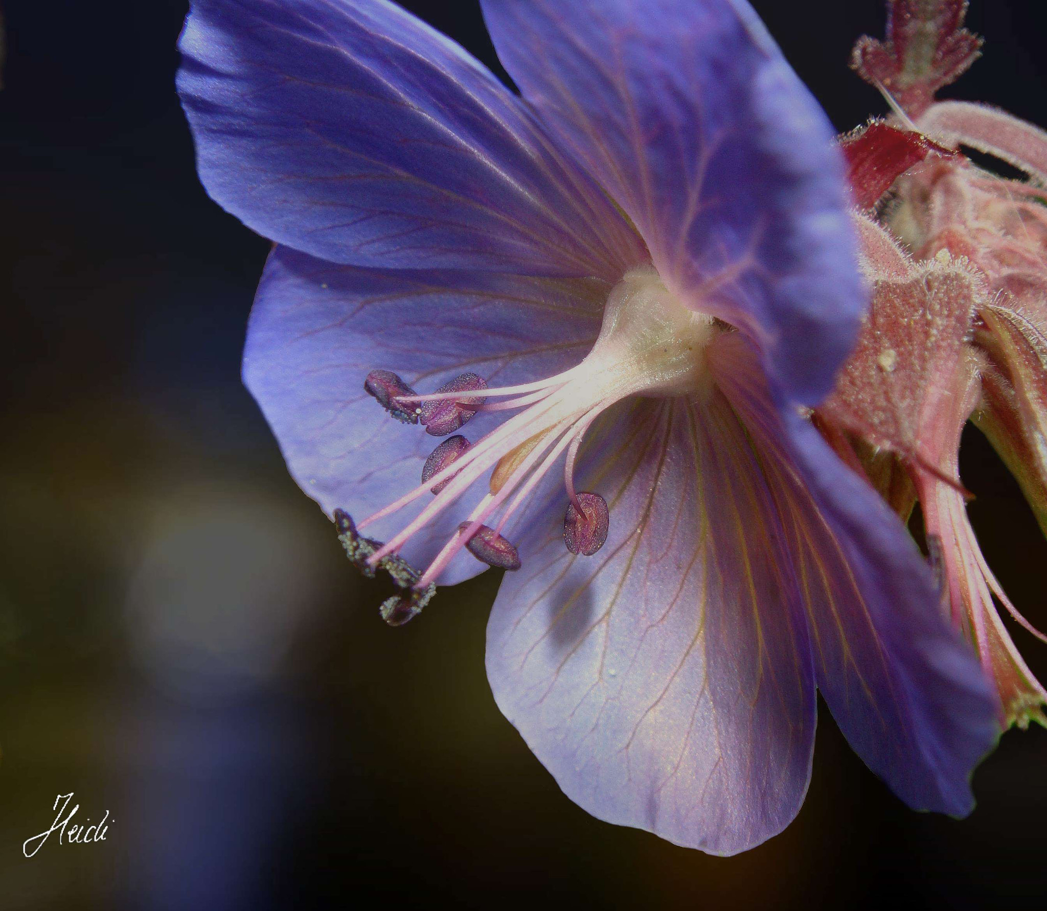 Sony DSC-T77 sample photo. ~ cranesbill ~ photography