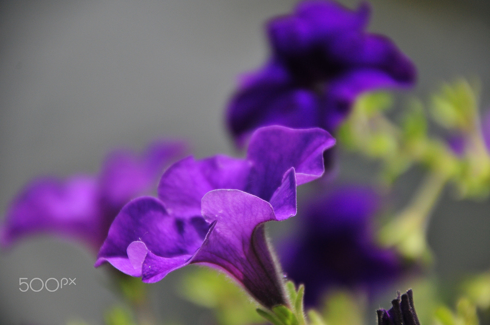 Nikon D300S sample photo. I am beautiful and purple photography