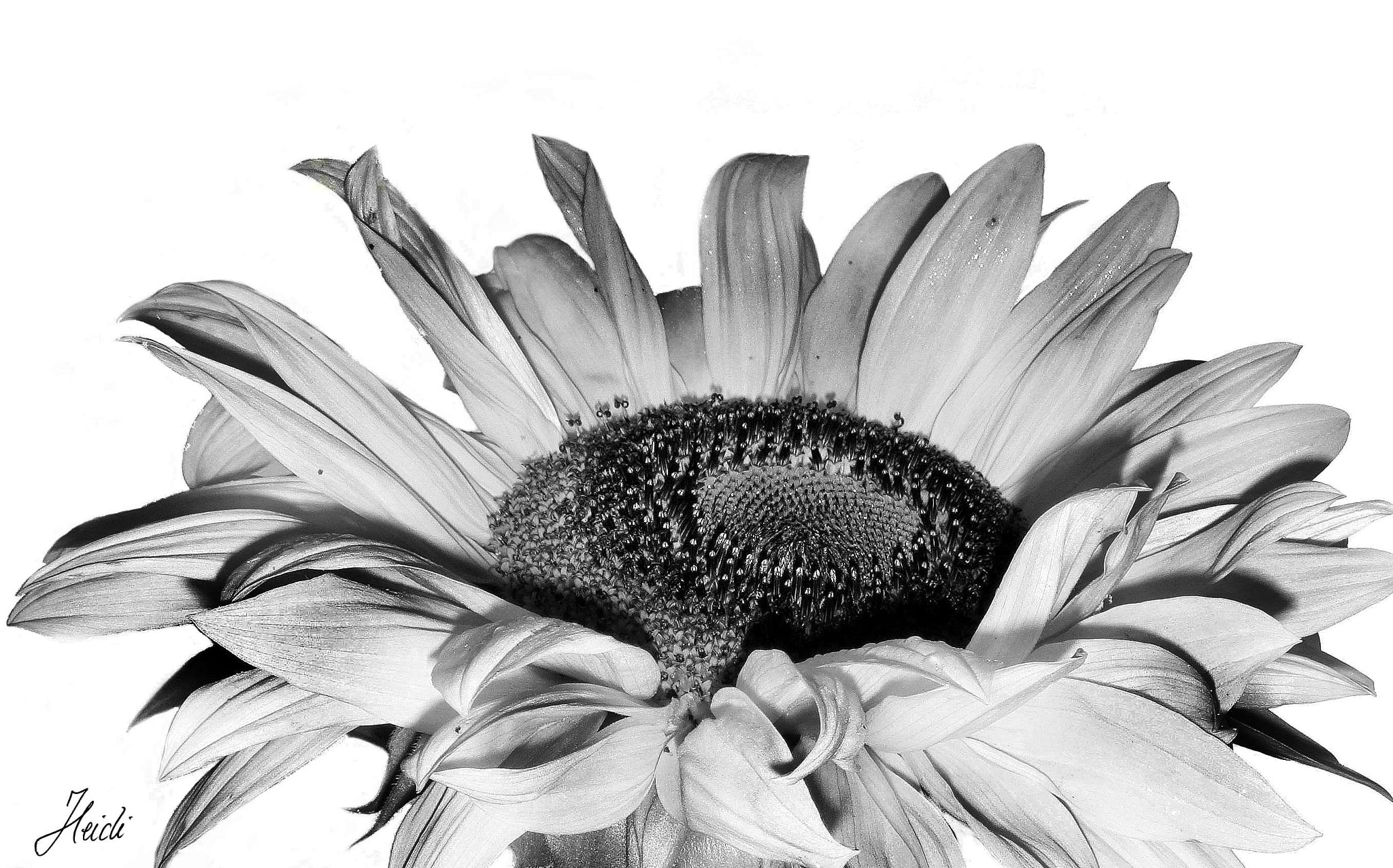 Sony DSC-T77 sample photo. ~ sunflower ~ photography