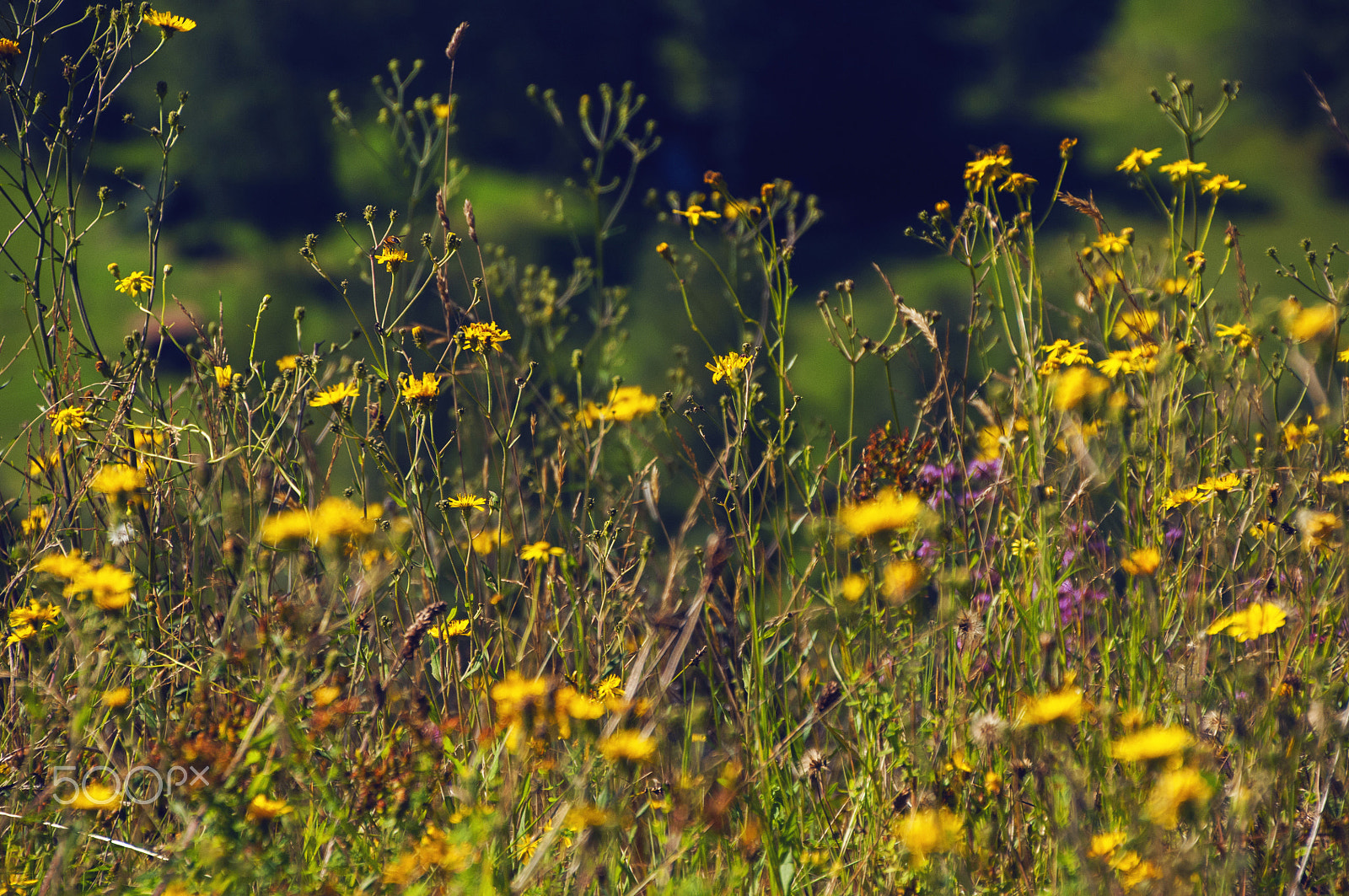 Nikon D300S sample photo. Beauty is everywhere.. photography