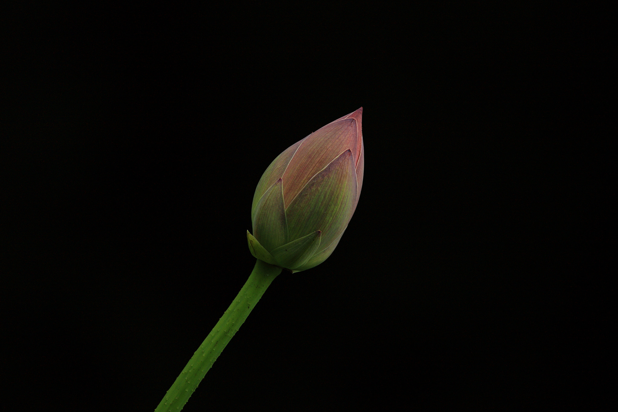 Sigma 150-600mm F5-6.3 DG OS HSM | C sample photo. Lotus001 photography