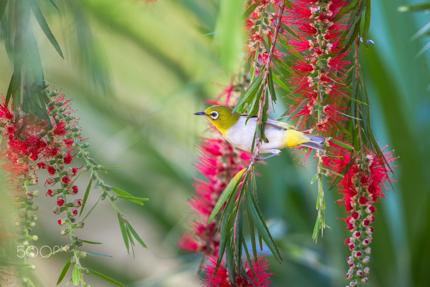 Canon EF 500mm F4L IS USM sample photo. White-eye photography