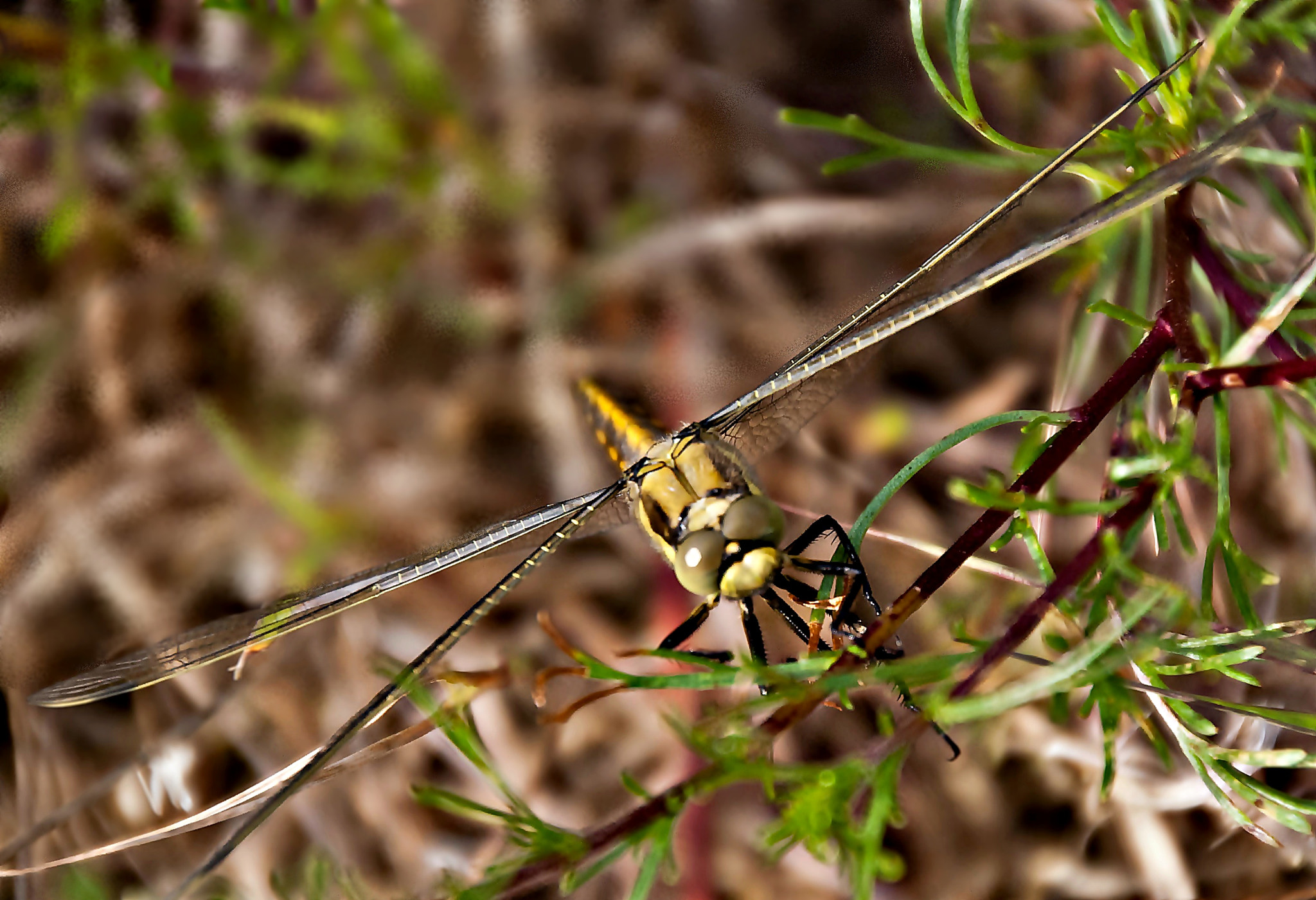 Sony Alpha DSLR-A300 sample photo. Oko w oko photography