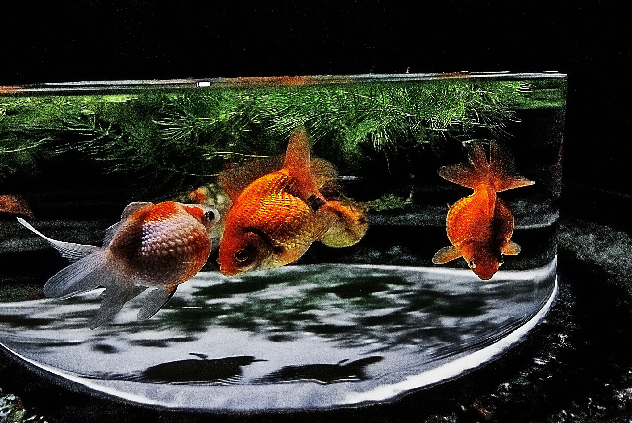Nikon D200 sample photo. Type of goldfish called ping-pong pearl photography