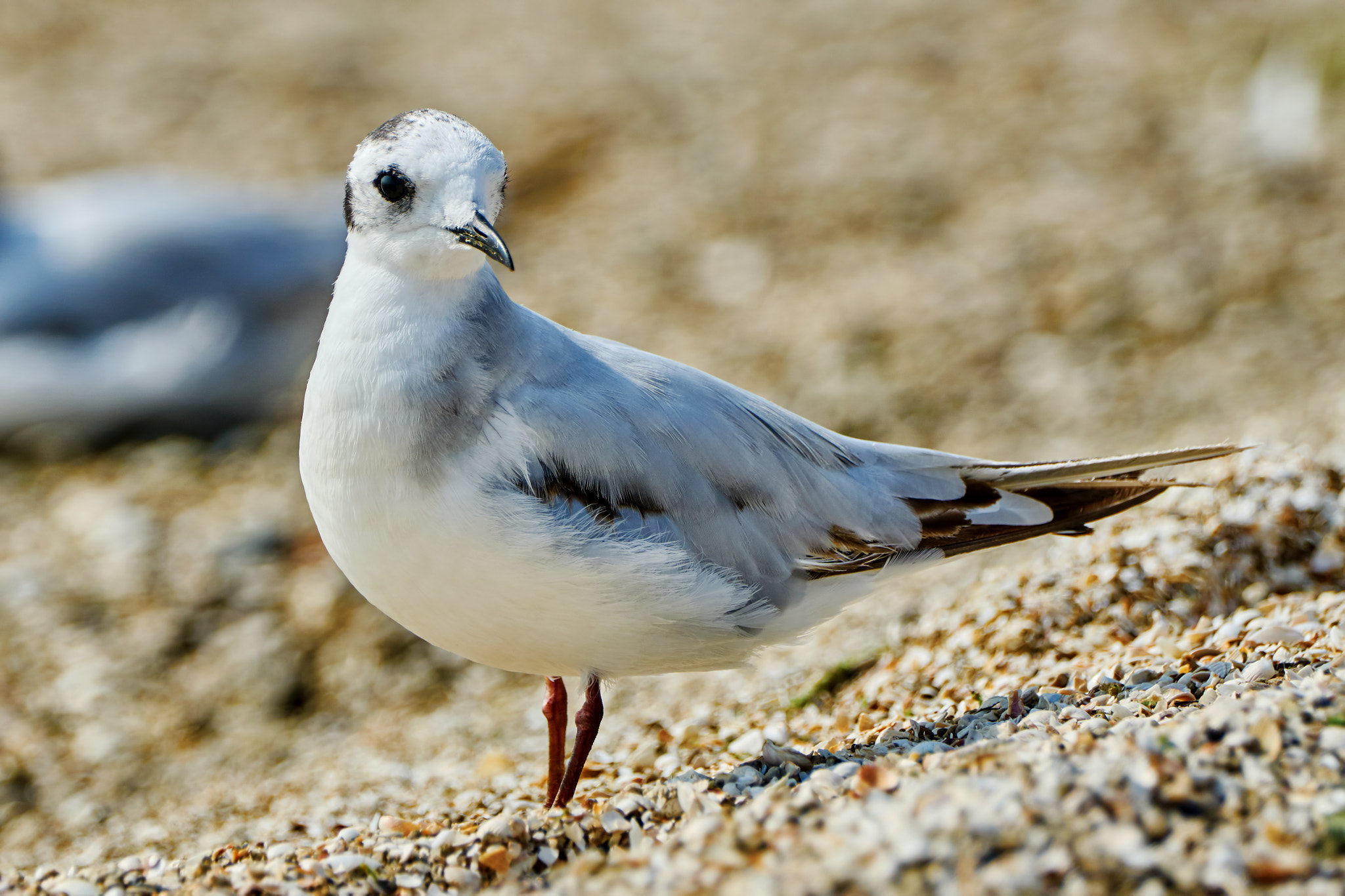 Sony ILCA-77M2 + Sony 70-400mm F4-5.6 G SSM II sample photo. Seagull on the beach photography