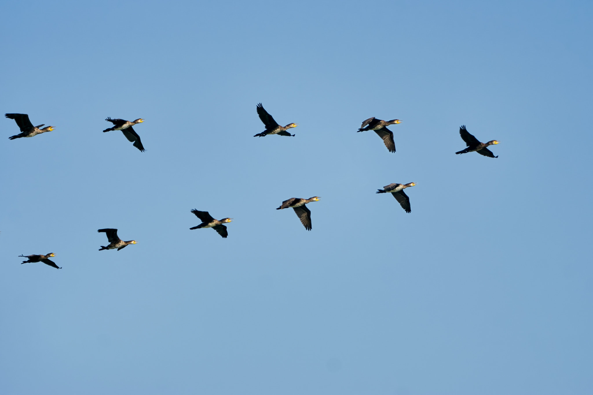 Sony ILCA-77M2 sample photo. Flock of cormorants photography