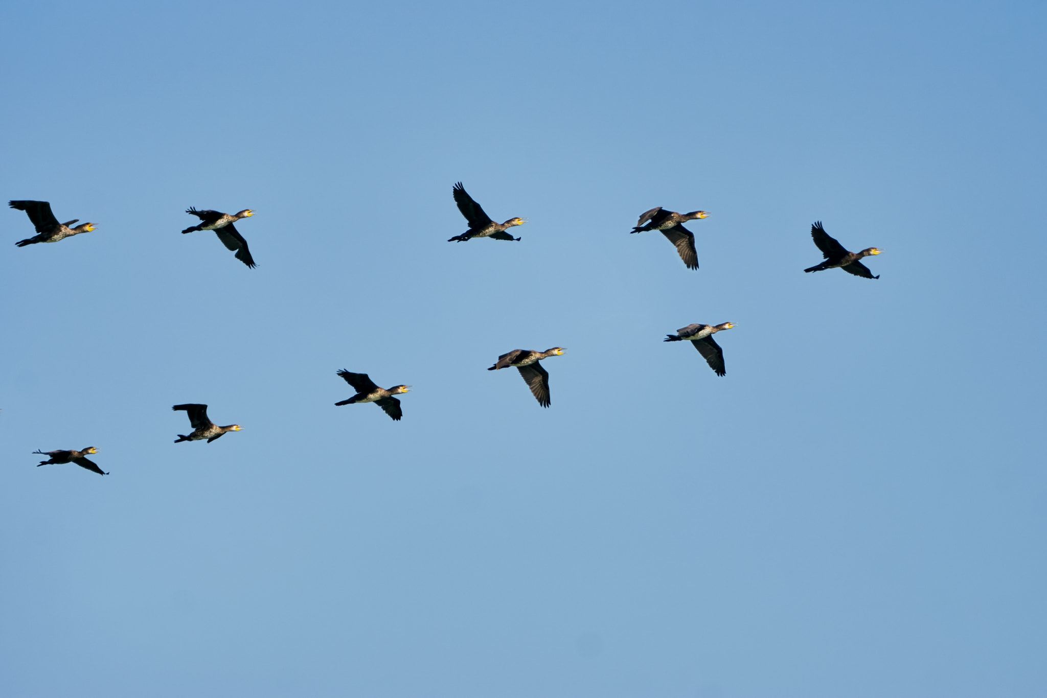 Sony ILCA-77M2 + Sony 70-400mm F4-5.6 G SSM II sample photo. Flock of cormorants photography