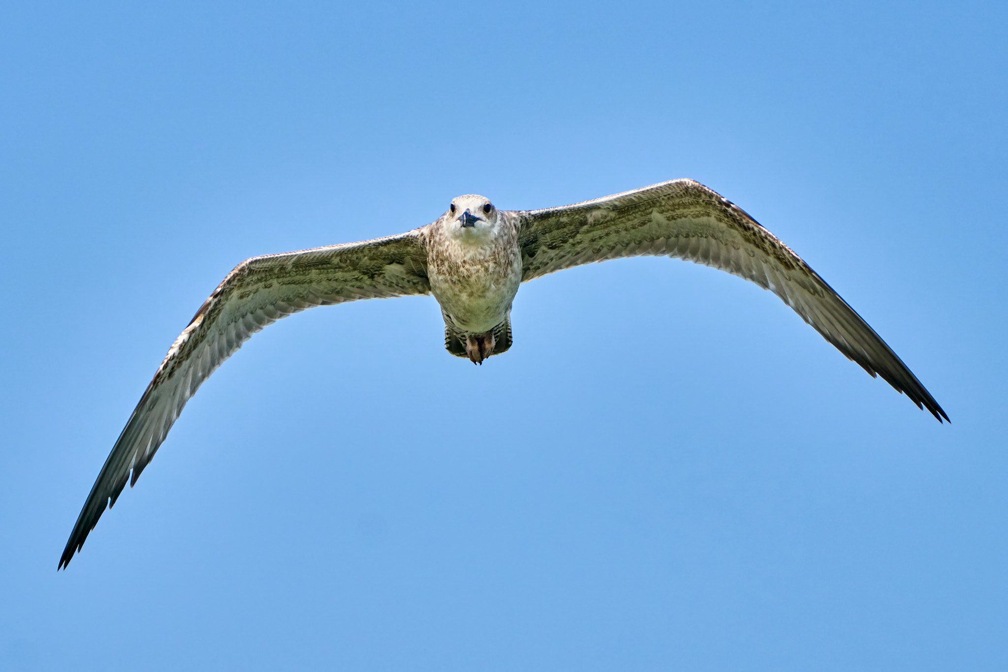 Sony ILCA-77M2 sample photo. Common gull in flight photography