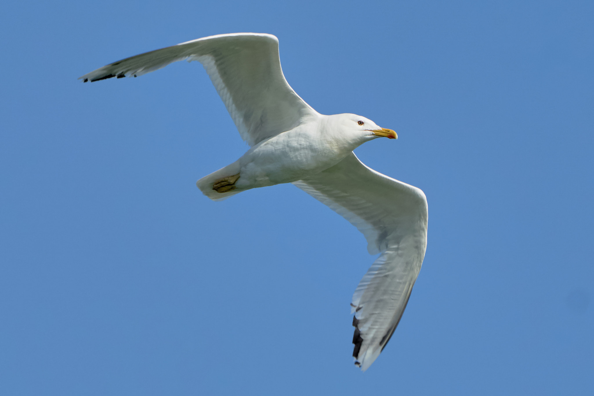 Sony ILCA-77M2 + Sony 70-400mm F4-5.6 G SSM II sample photo. White seagull in flight photography