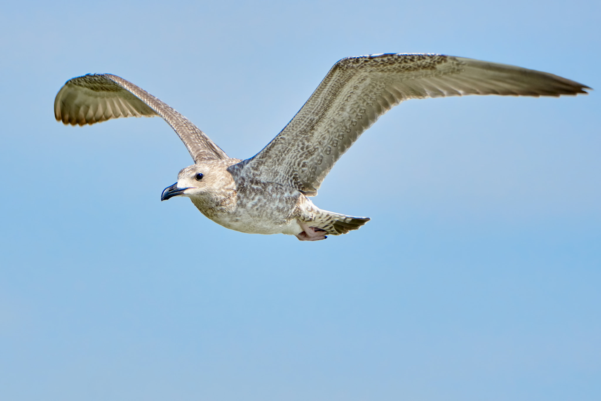 Sony ILCA-77M2 sample photo. Common gull in flight photography