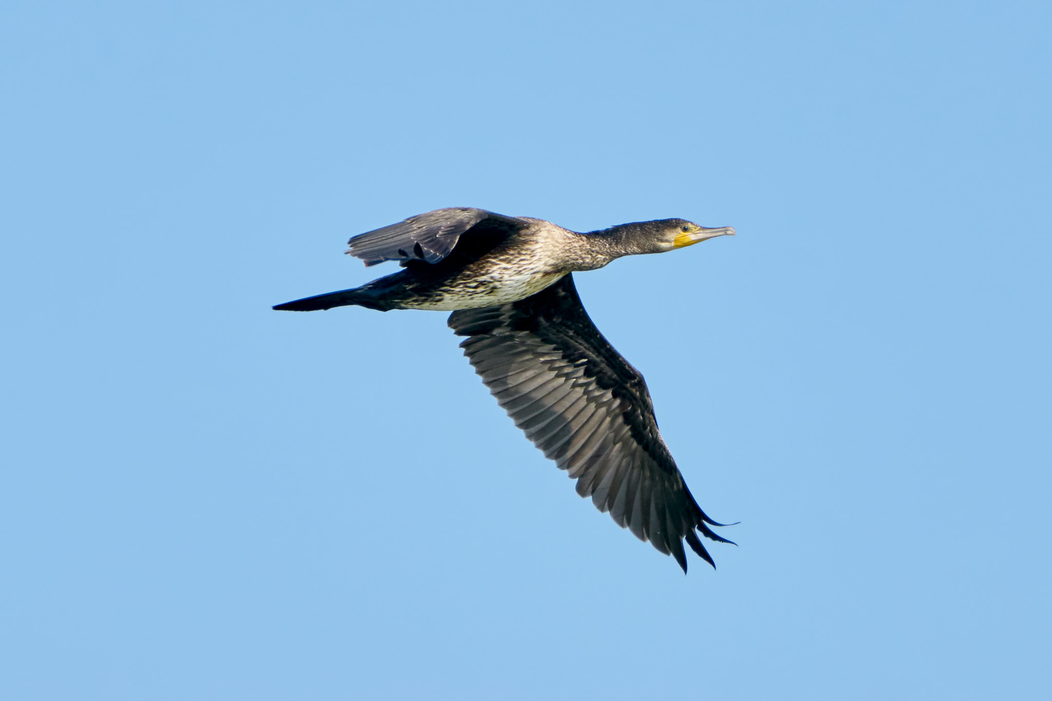 Sony ILCA-77M2 + Sony 70-400mm F4-5.6 G SSM II sample photo. Great cormorant  in flight photography