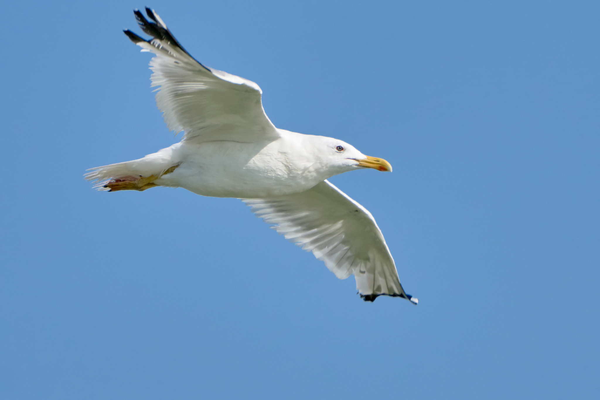 Sony ILCA-77M2 + Sony 70-400mm F4-5.6 G SSM II sample photo. White seagull in flight photography