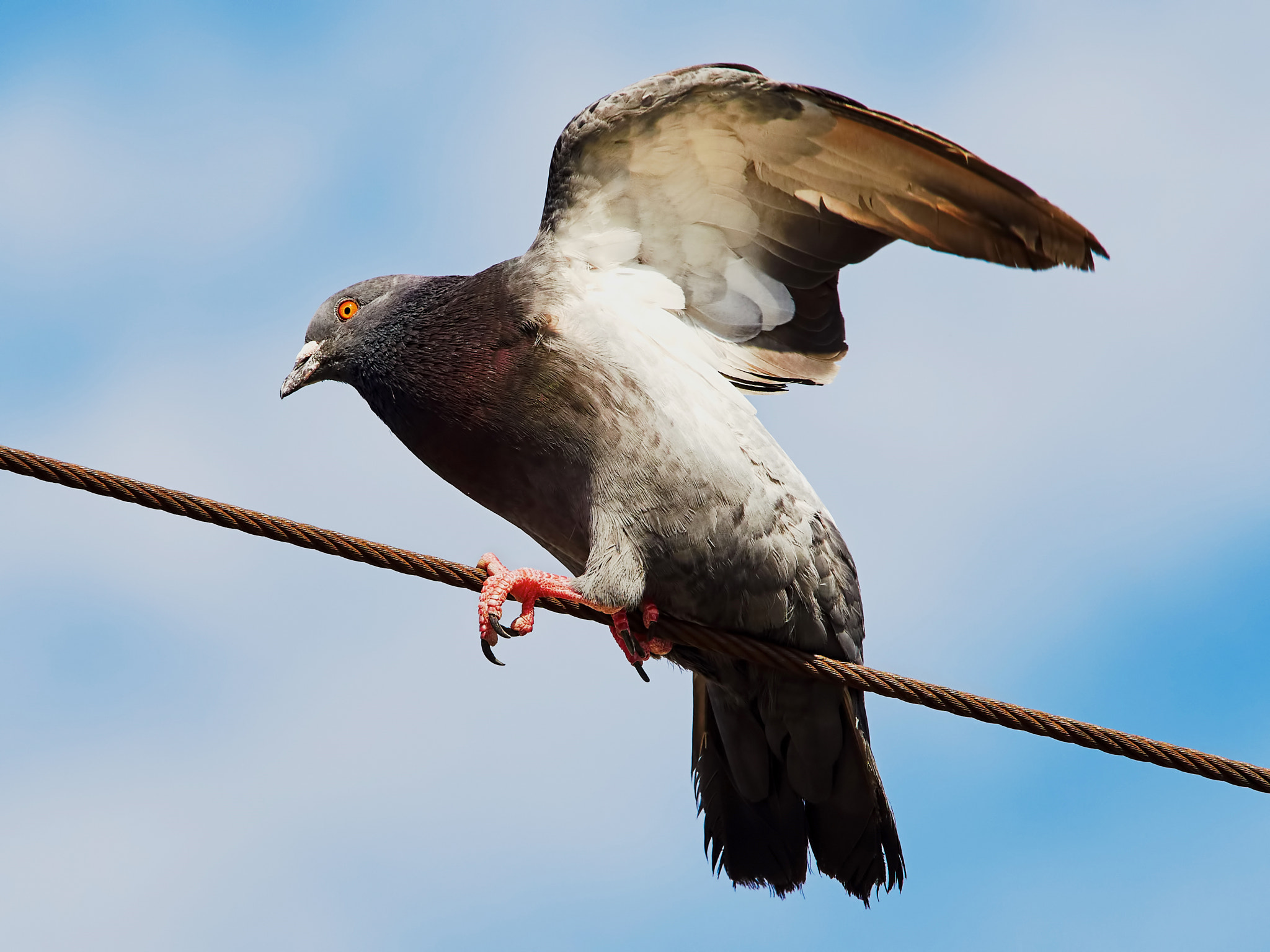 Olympus OM-D E-M5 II + Olympus M.Zuiko Digital ED 40-150mm F2.8 Pro sample photo. Dove with spread wings photography