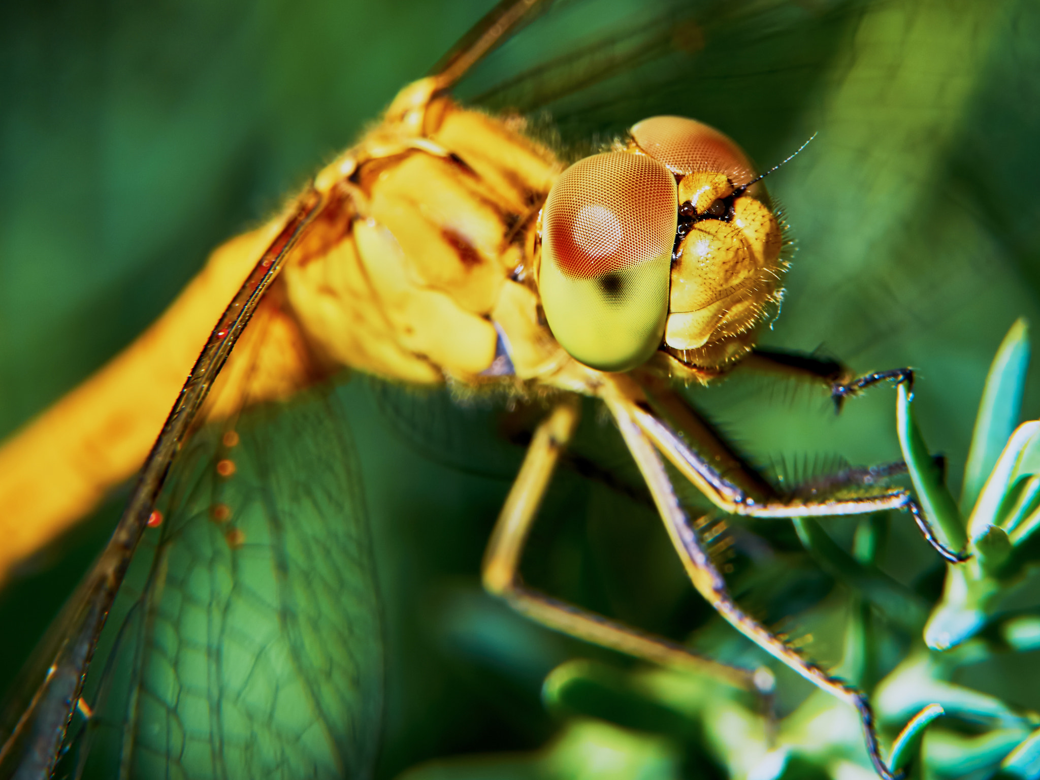 Olympus OM-D E-M5 II + Olympus M.Zuiko Digital ED 40-150mm F2.8 Pro sample photo. Dragonfly in the garden photography