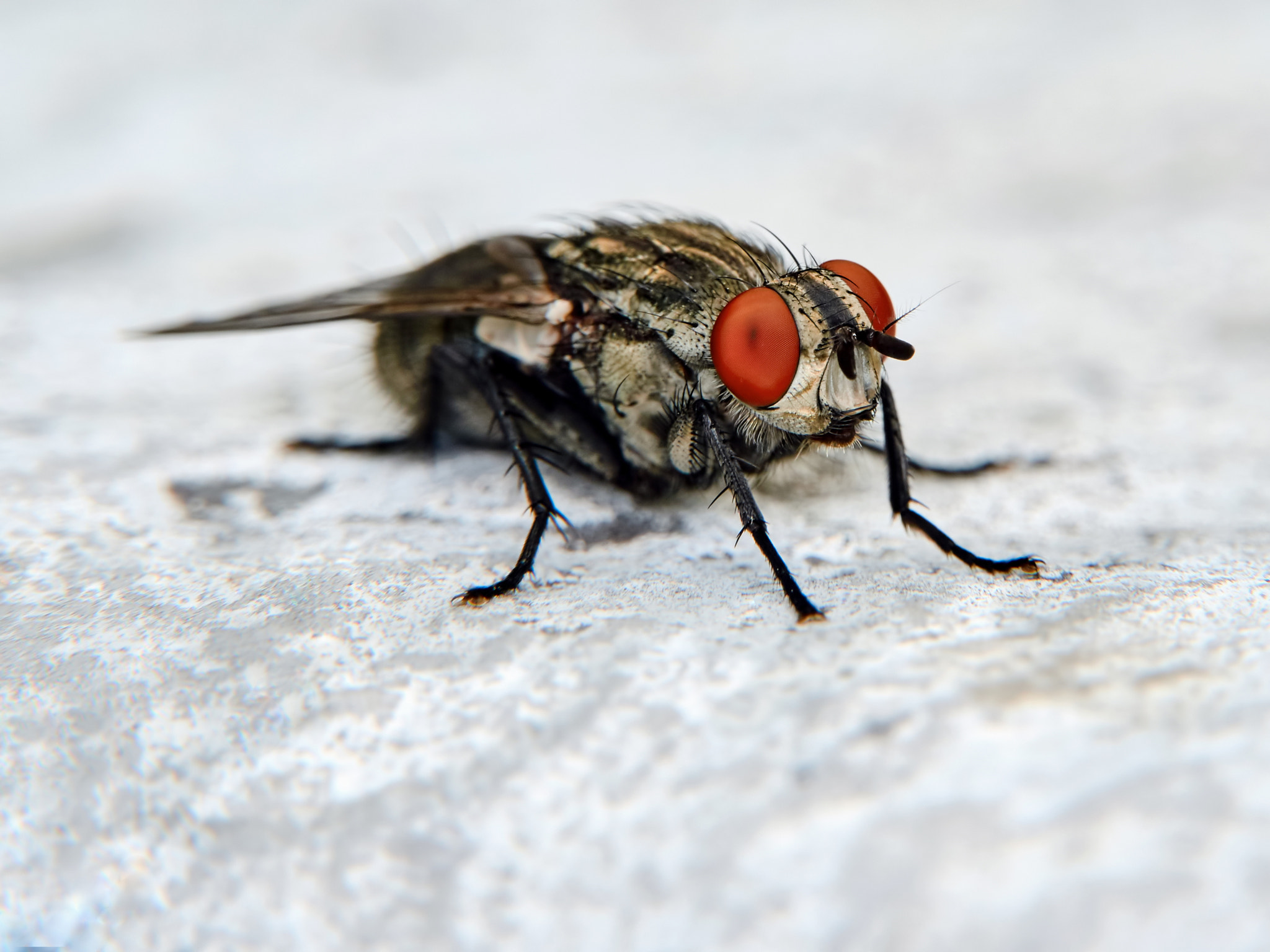 Olympus OM-D E-M5 II + Olympus M.Zuiko Digital ED 40-150mm F2.8 Pro sample photo. Gray fly photography