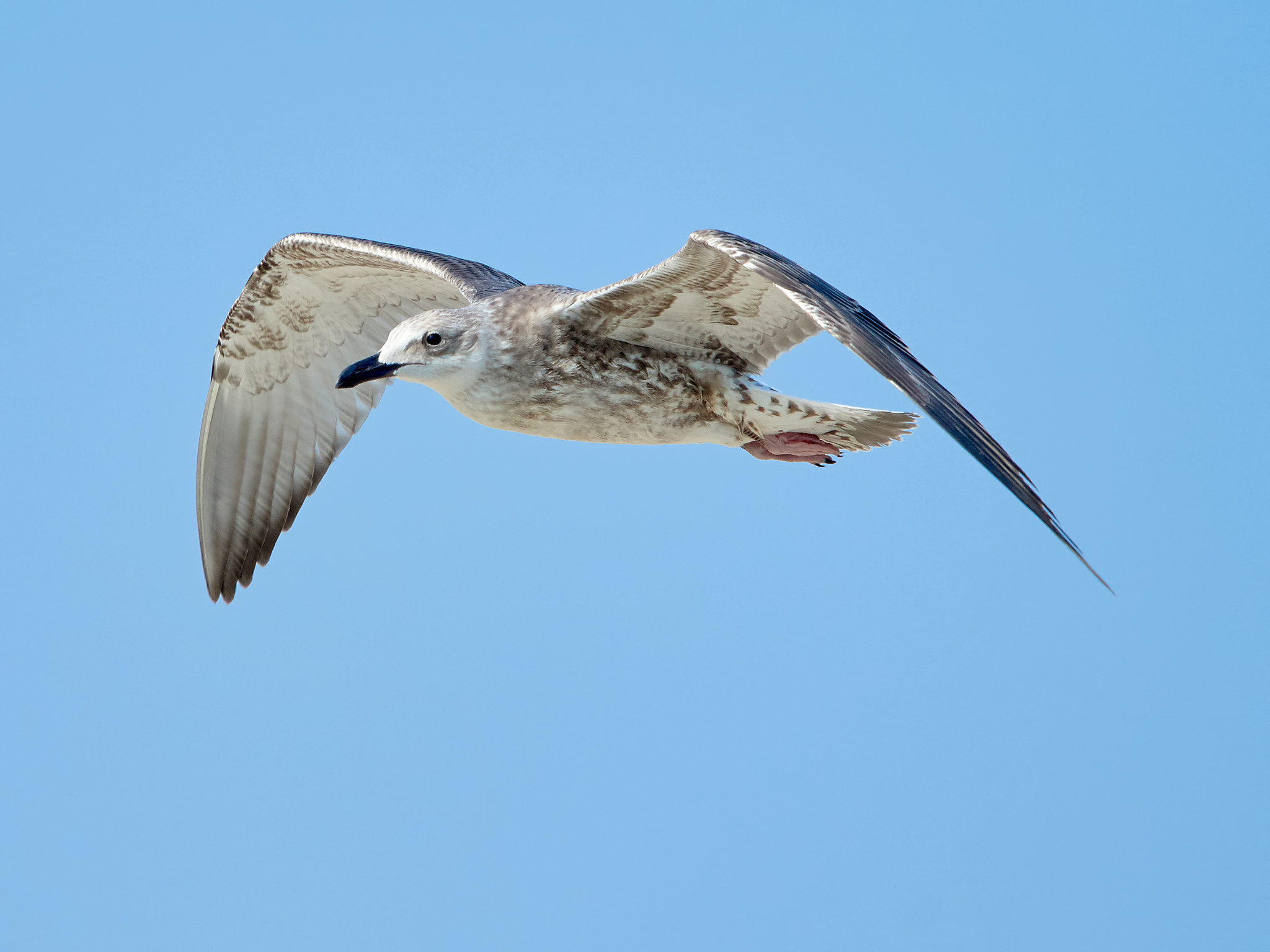 Olympus OM-D E-M5 II + Olympus M.Zuiko Digital ED 40-150mm F2.8 Pro sample photo. Common gull in flight photography