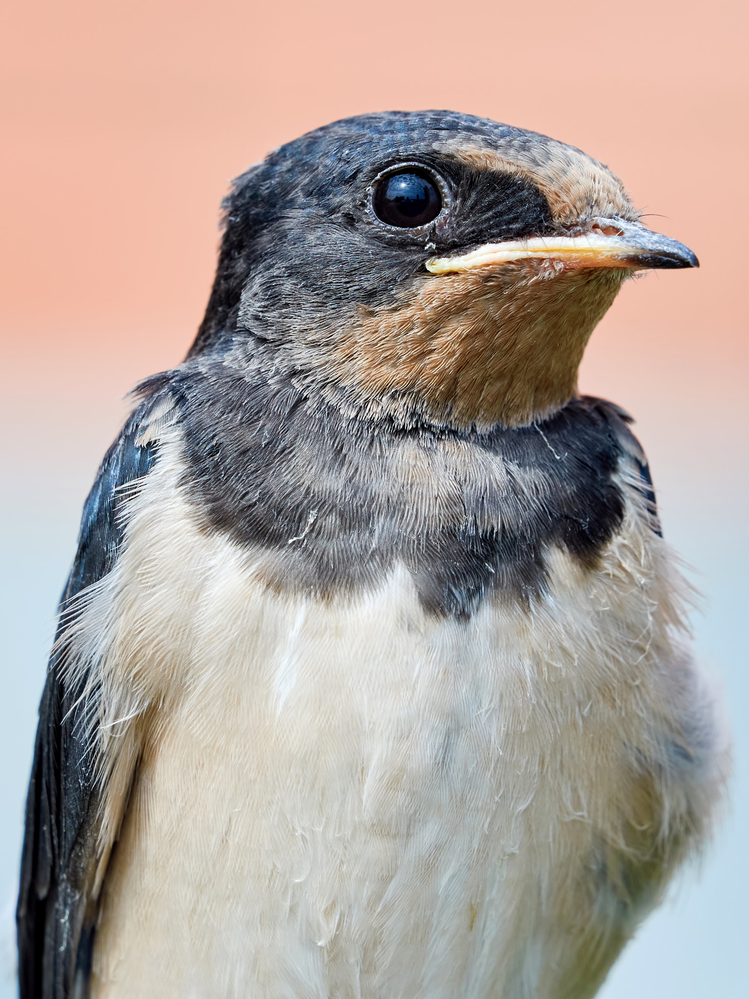Olympus OM-D E-M5 II + Olympus M.Zuiko Digital ED 40-150mm F2.8 Pro sample photo. Portrait sand martin photography