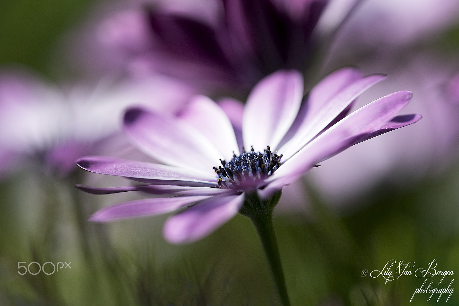 Sigma 150mm F2.8 EX DG Macro HSM sample photo. Cosmea photography