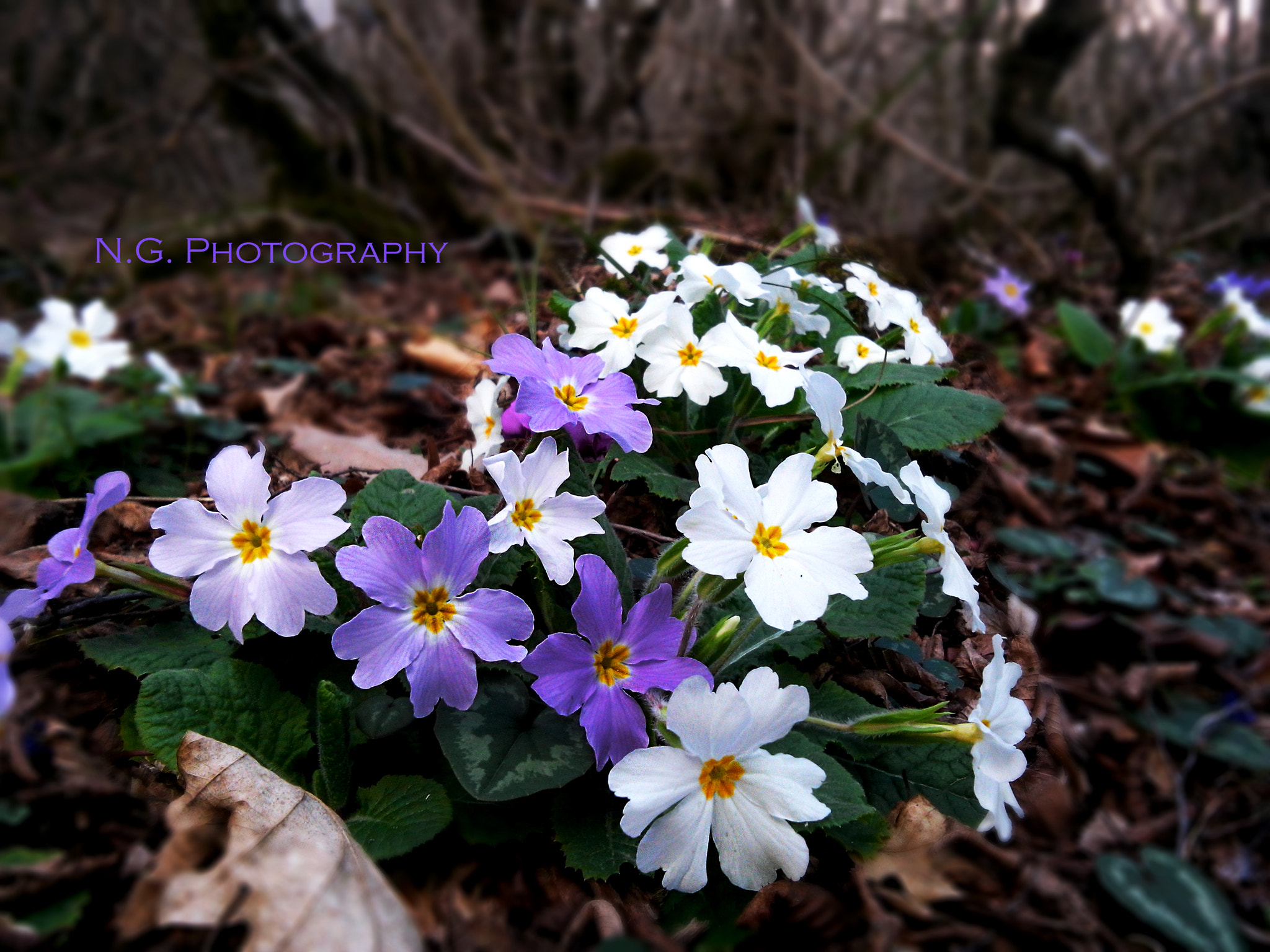 LG G Pro Lite sample photo. 30.jpg photography