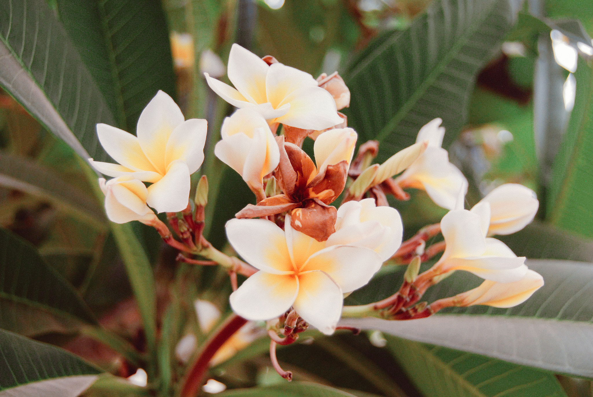 Nikon D200 sample photo. () photography