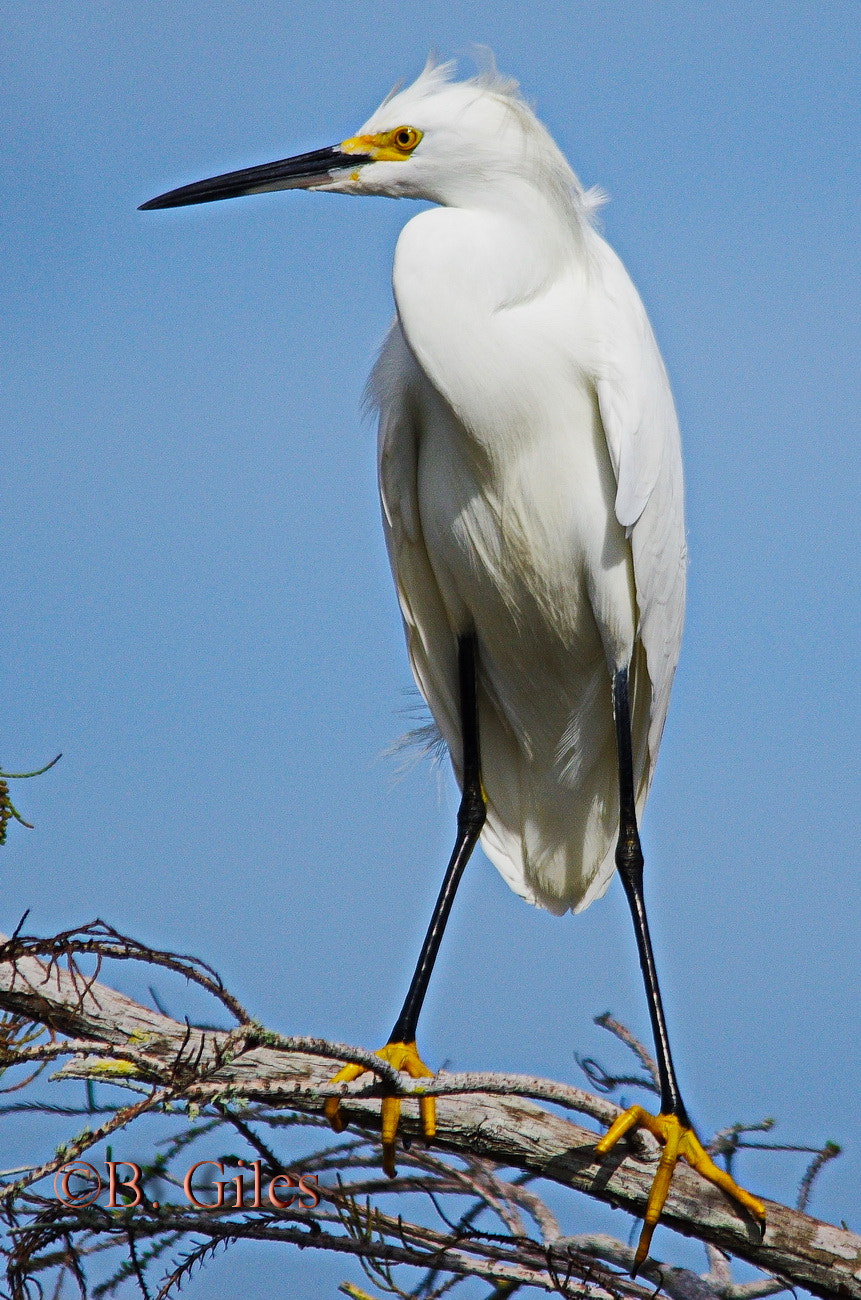 Sigma 150-500mm F5-6.3 DG OS HSM sample photo. Uneasy perch photography