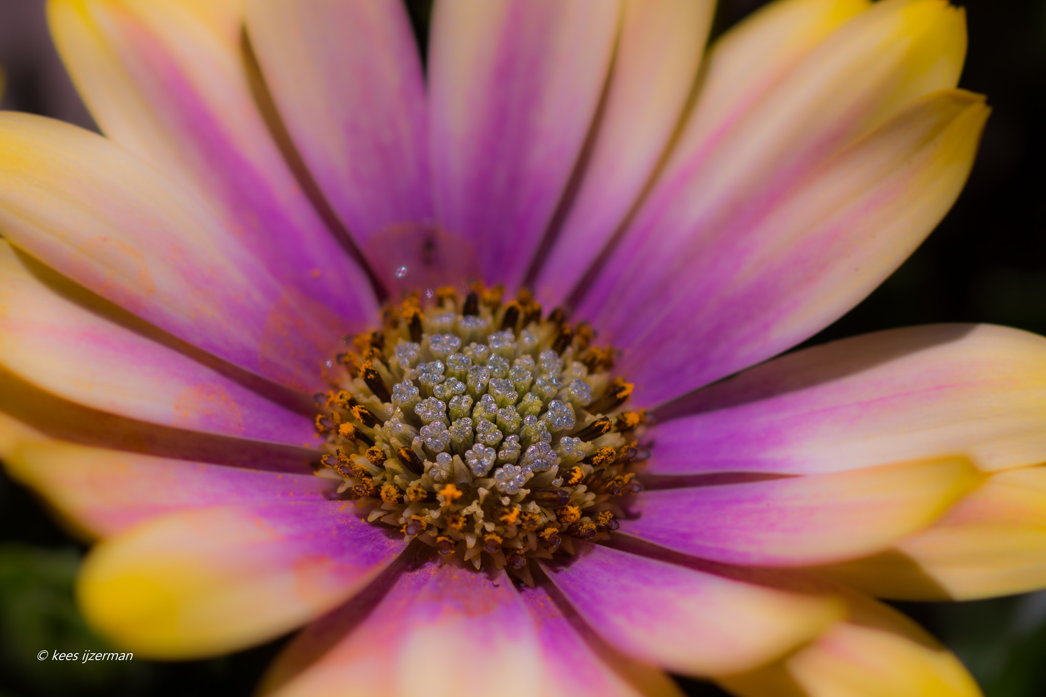 Sony SLT-A77 + Sony 100mm F2.8 Macro sample photo. Daisy. photography