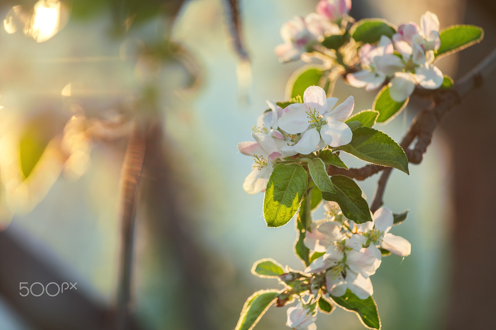 Sony a7R II + Canon EF 70-200mm F4L IS USM sample photo. Blooming apple tree photography