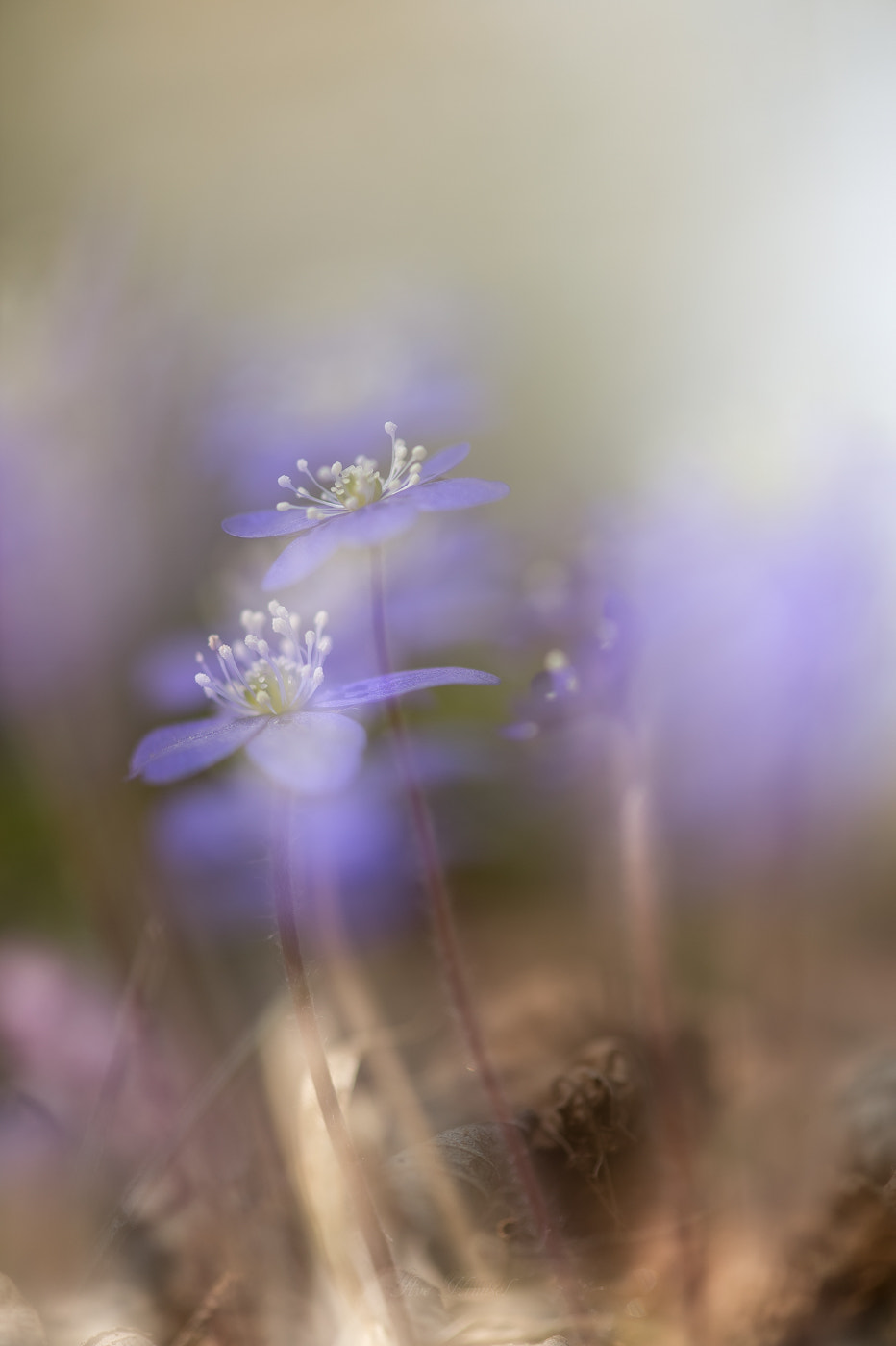 Nikon Df sample photo