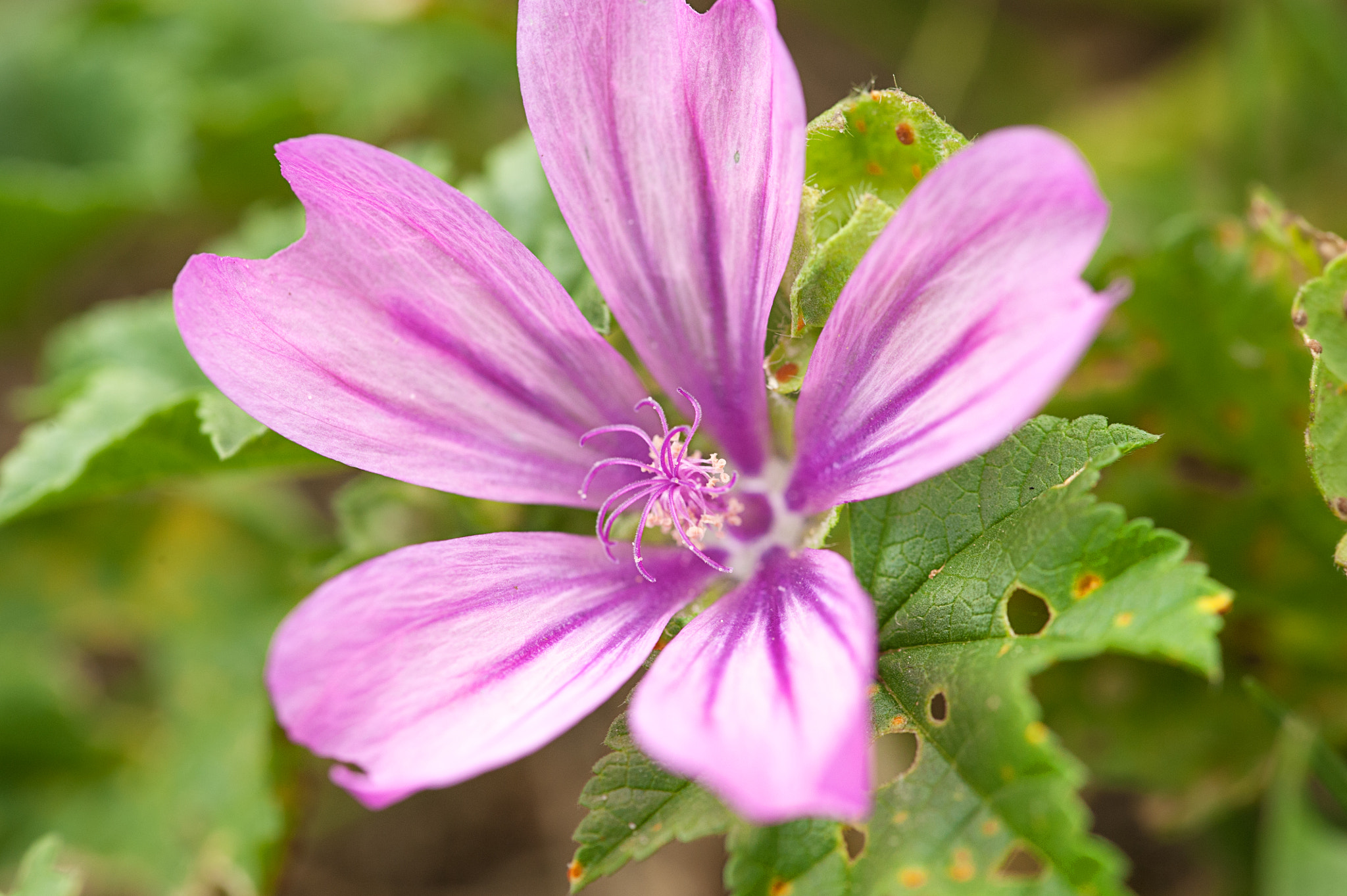 Sigma 105mm F2.8 EX DG OS HSM sample photo. Malva sylvestris, the last in the garden photography