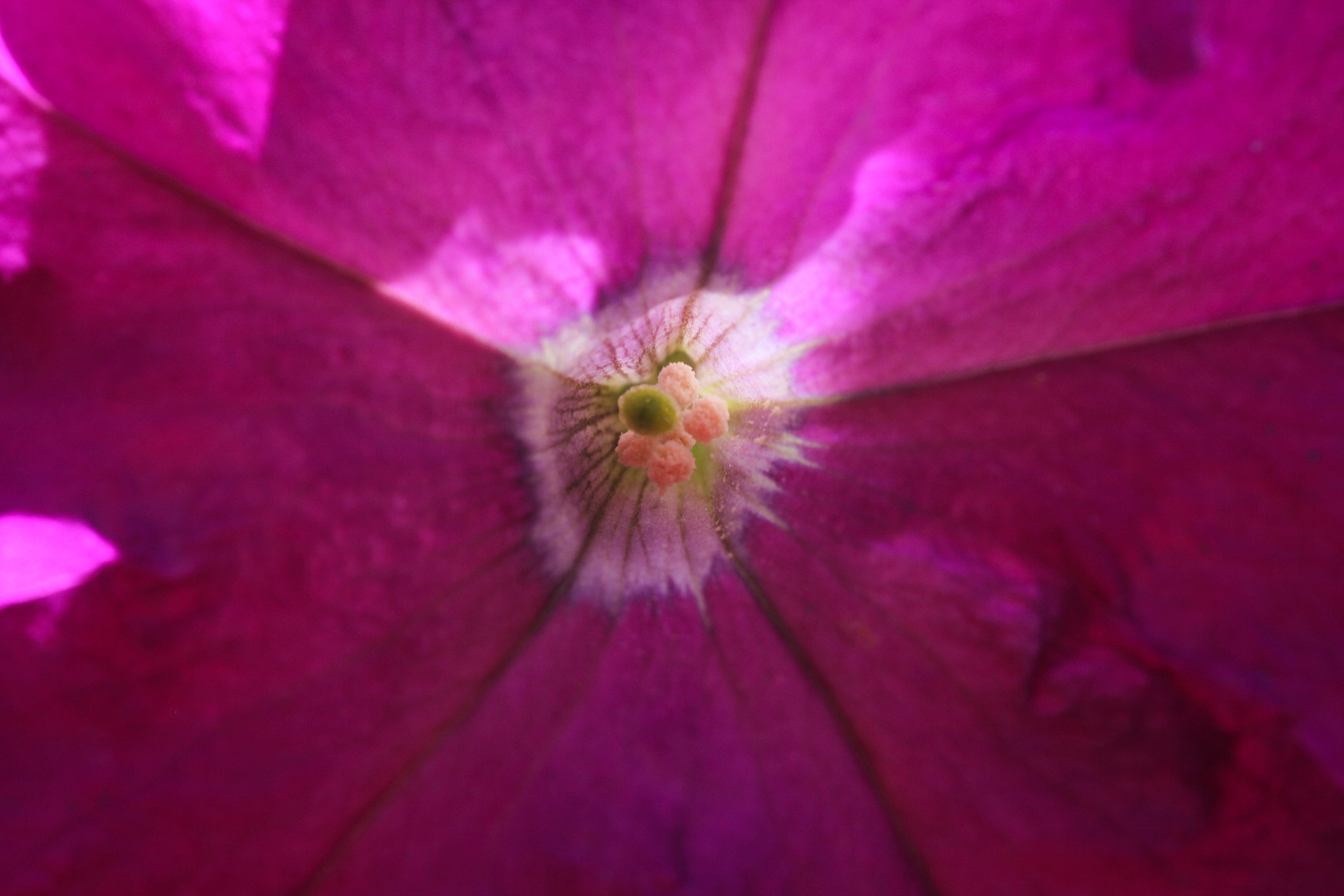 Canon EOS 60D + Sigma 105mm F2.8 EX DG Macro sample photo. Warm - chaleureux photography